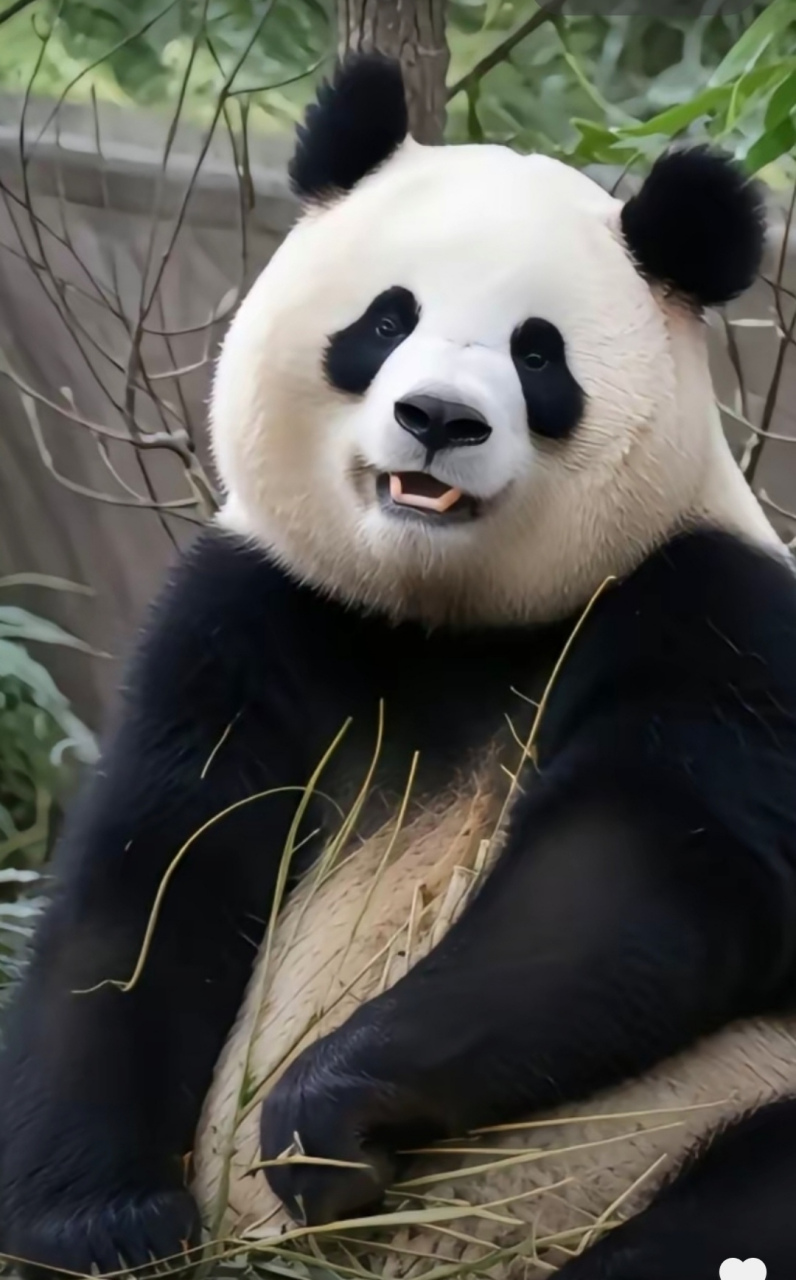 大熊猫园润#  小时候长得跟被屁嘣过一样,没想到生娃后居然变为白富