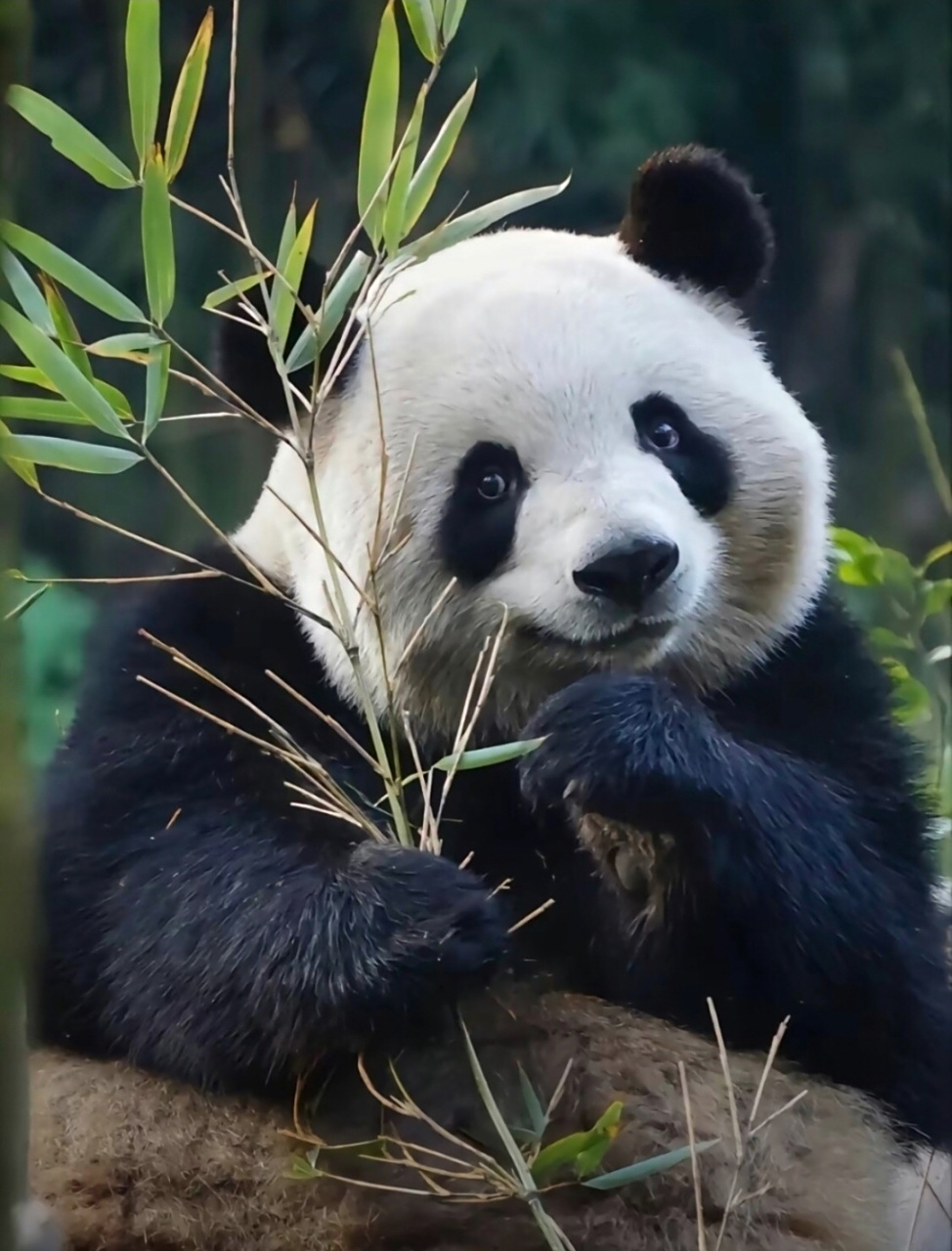 大熊猫梅兰肉肉# 就说美不美吧[鼓掌]