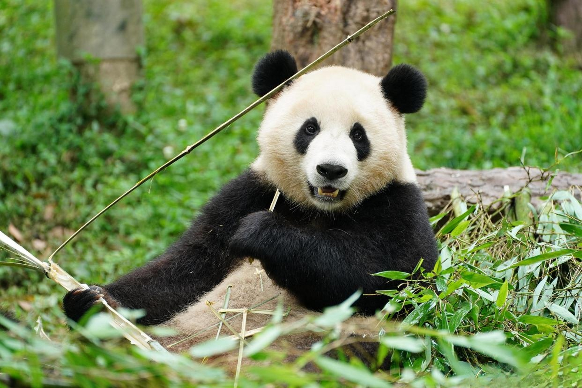 以后可以就近去武汉动物园看大熊猫武林和盟盟啦[打call]