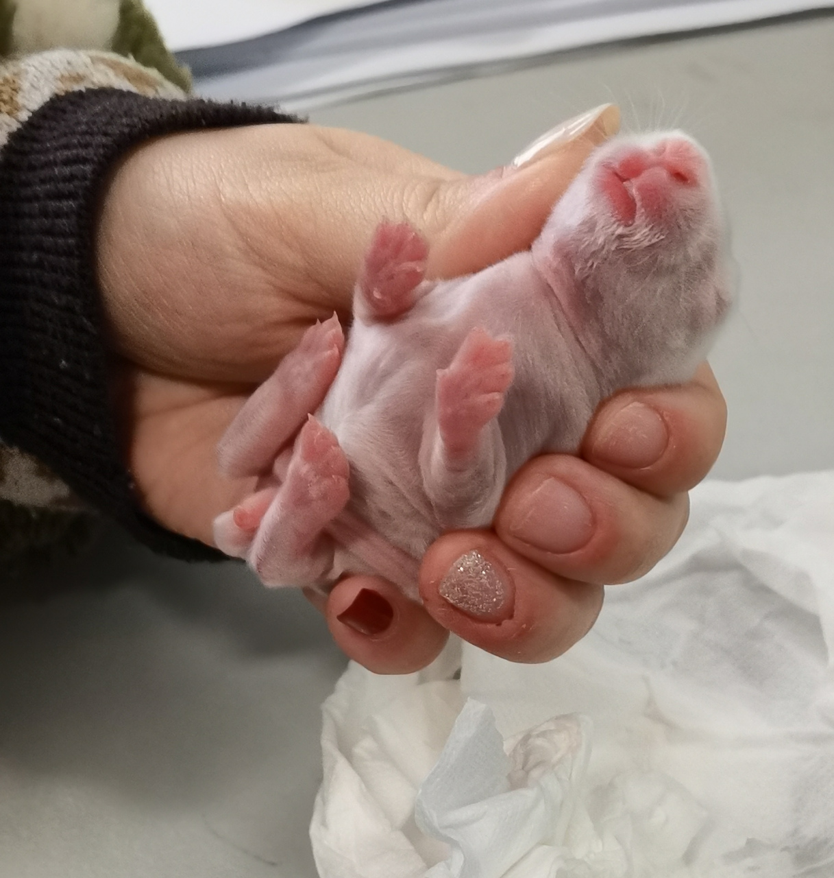 刚出生的兔子宝宝你见过吗?