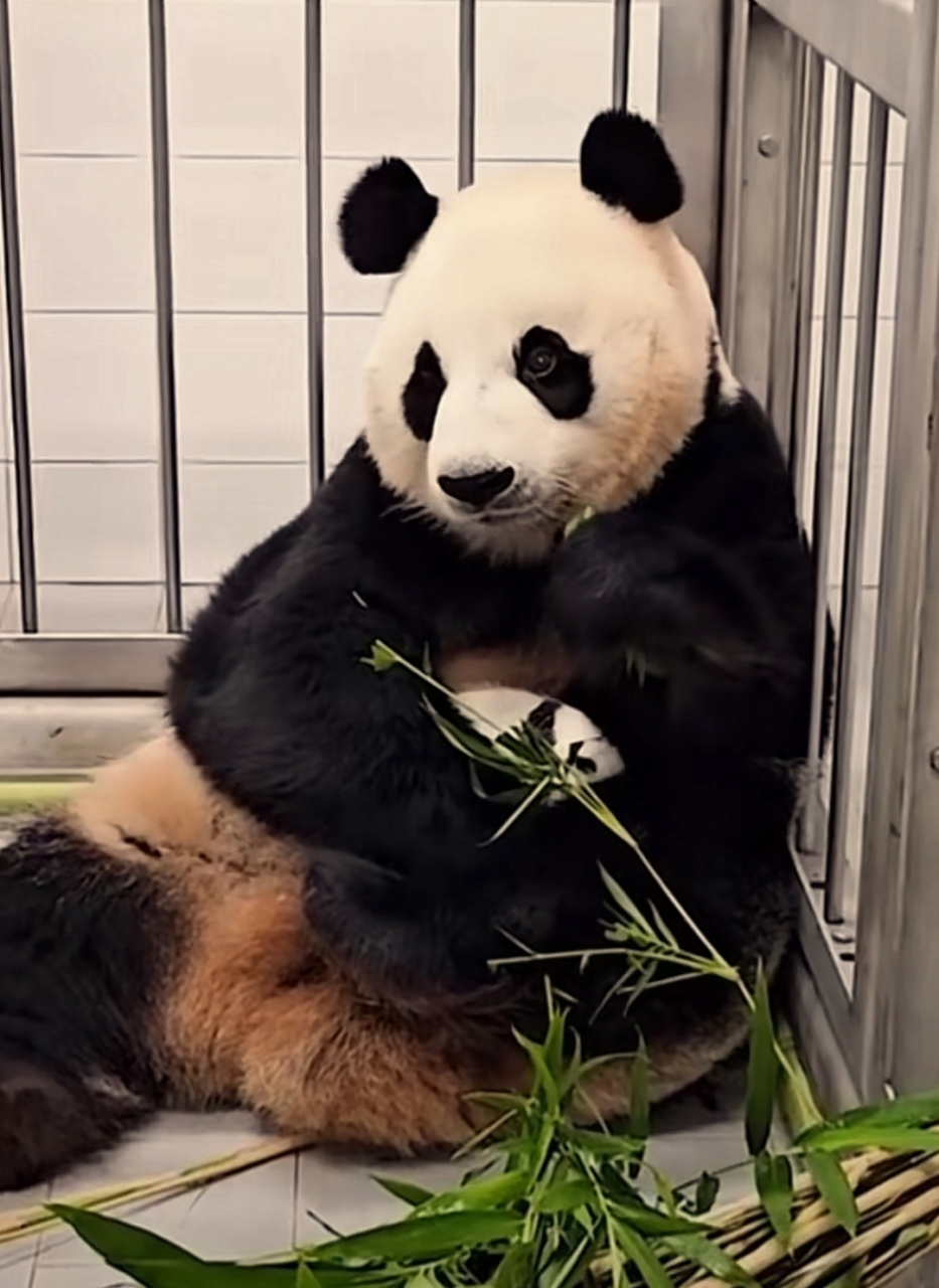 大熊猫爱宝的双胞胎宝宝满月啦,长得好快呀!长大后不会像渝可,渝爱一