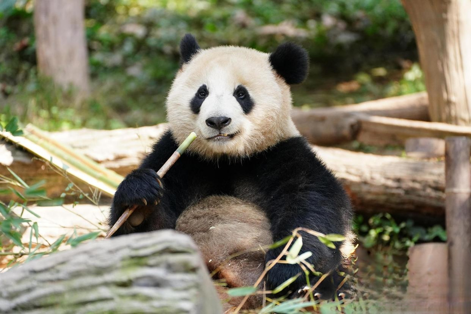 以后可以就近去武汉动物园看大熊猫武林和盟盟啦[打call]