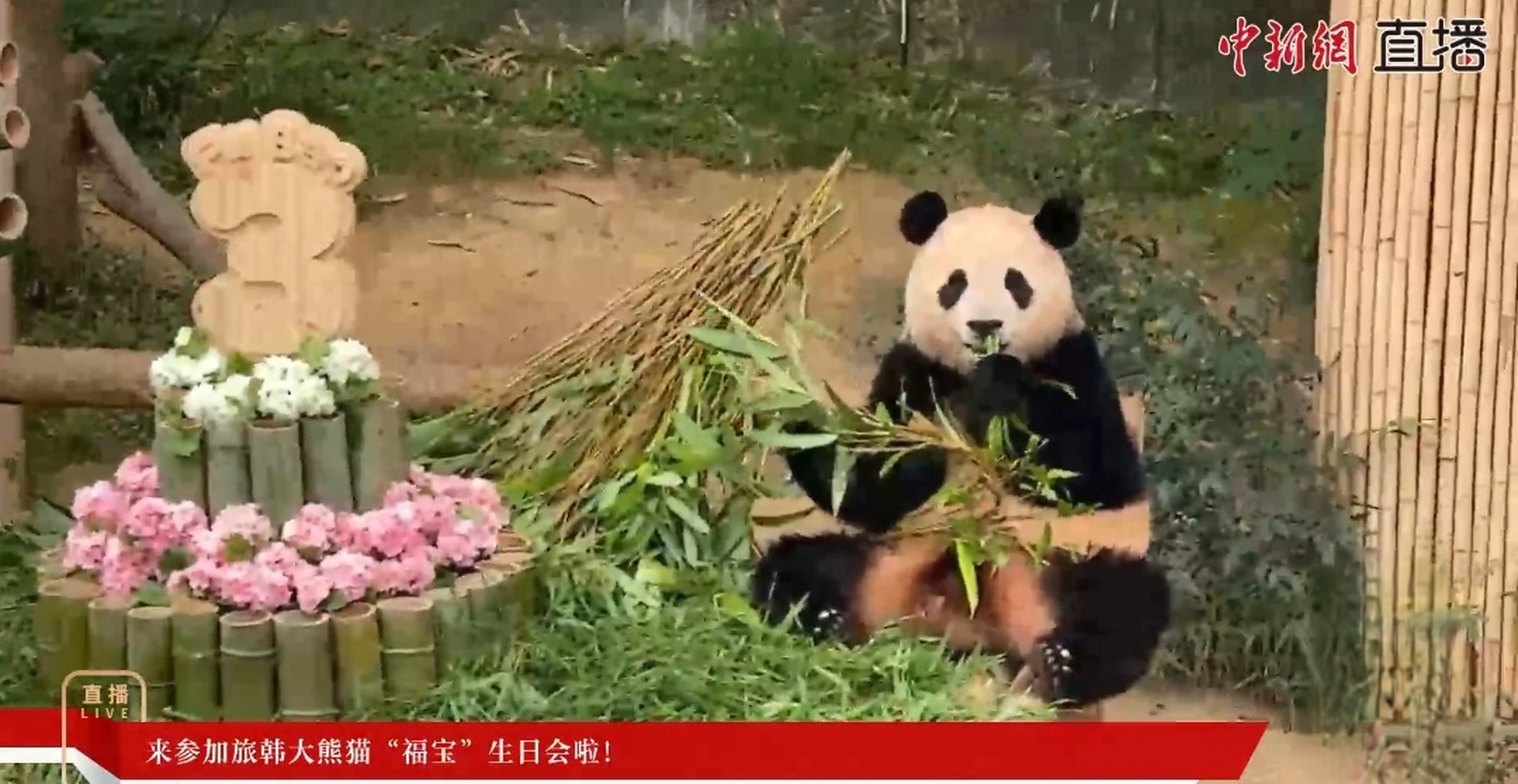 福宝三岁了,生日快乐[打call]