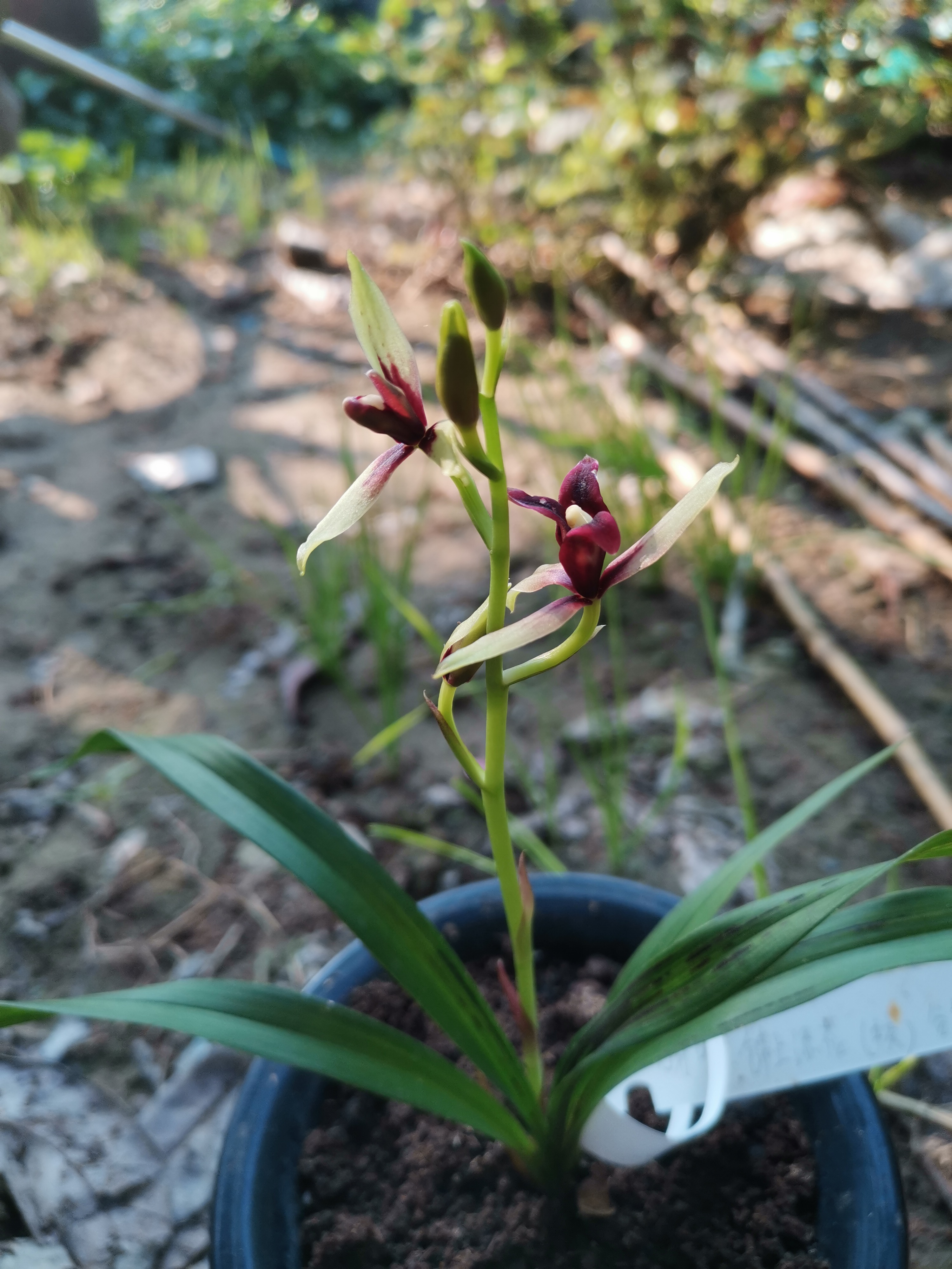 锦上添花兰花特点图片