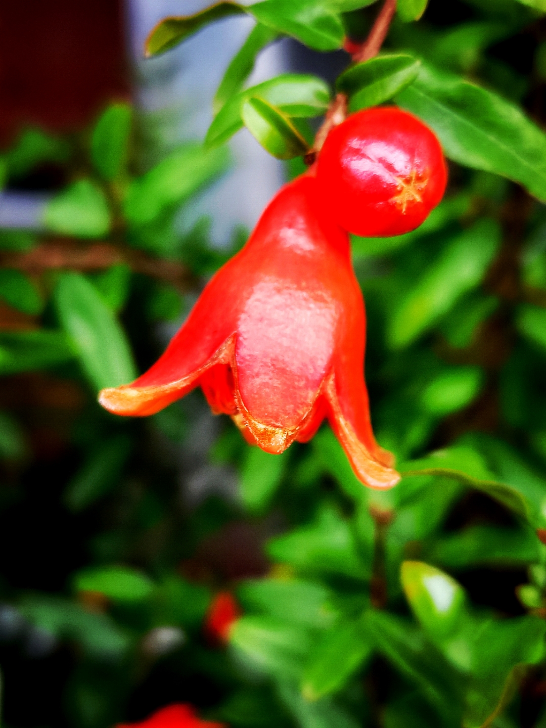 石榴花开,富贵吉祥!#石榴# #石榴花