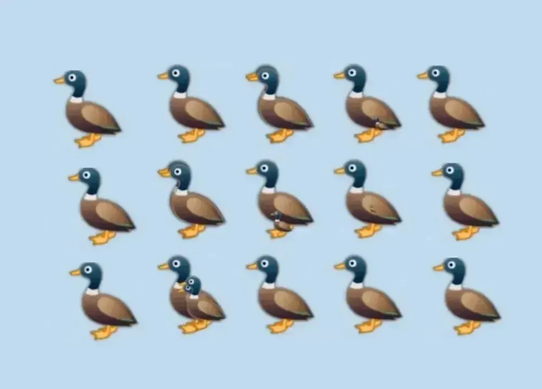 考眼力:图片中有多少只鸭子,10只眼力一般,20只以上眼力过人,你能看出