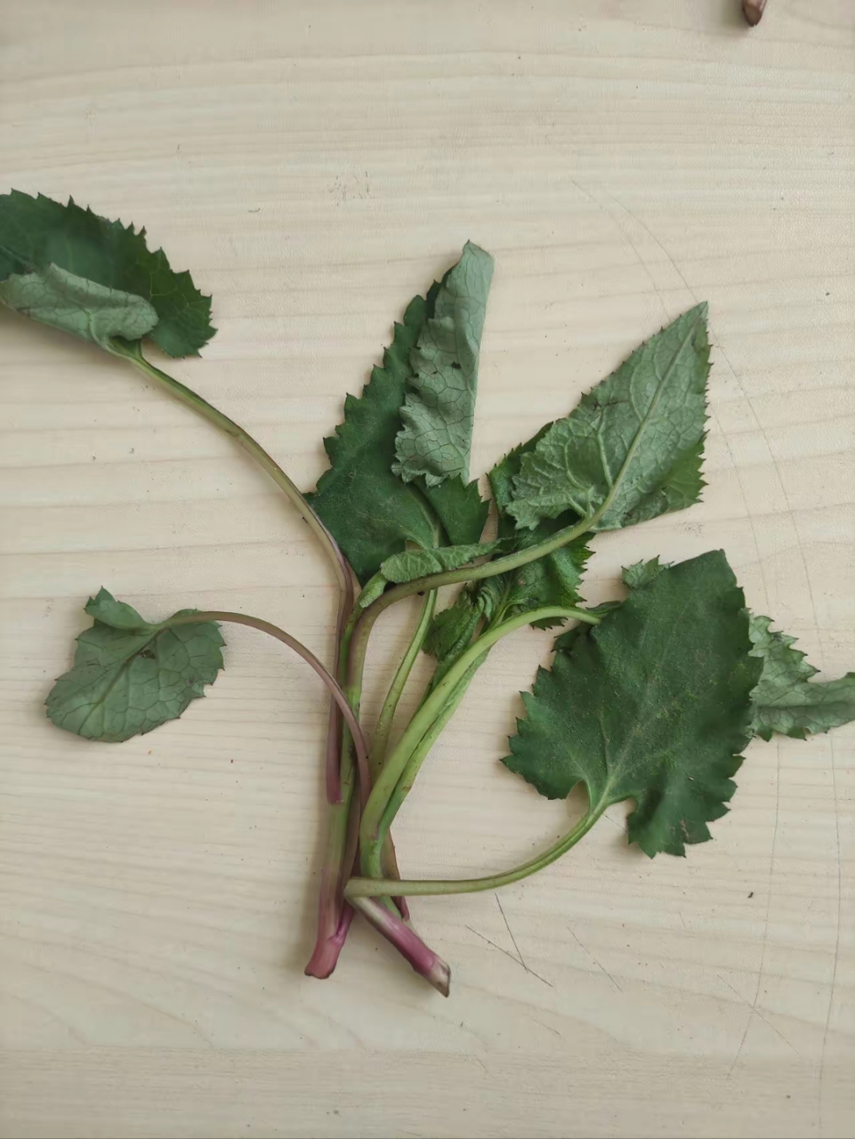 这是什么野菜?怎么吃?有知道的吗?