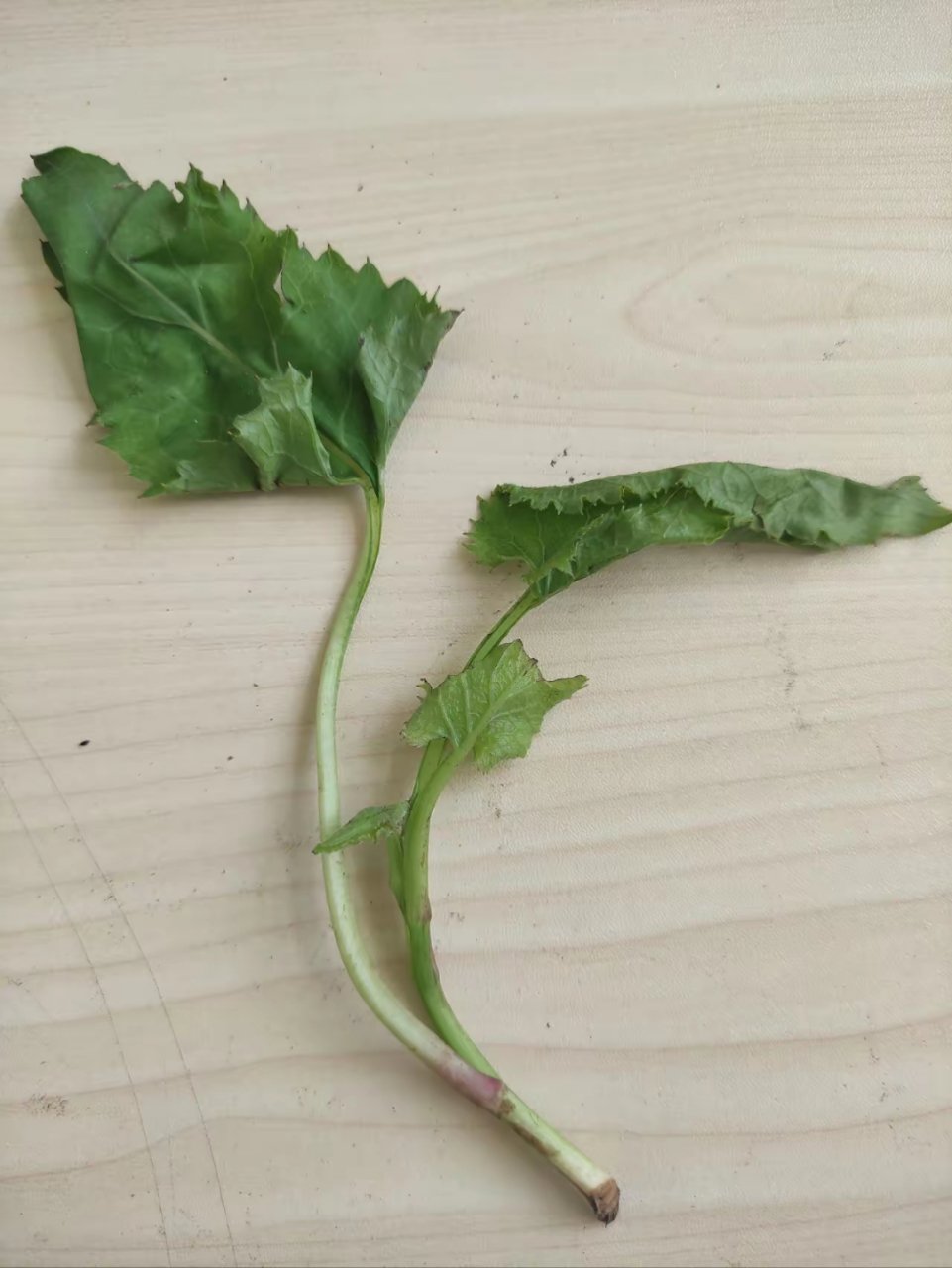 这是什么野菜?怎么吃?有知道的吗?