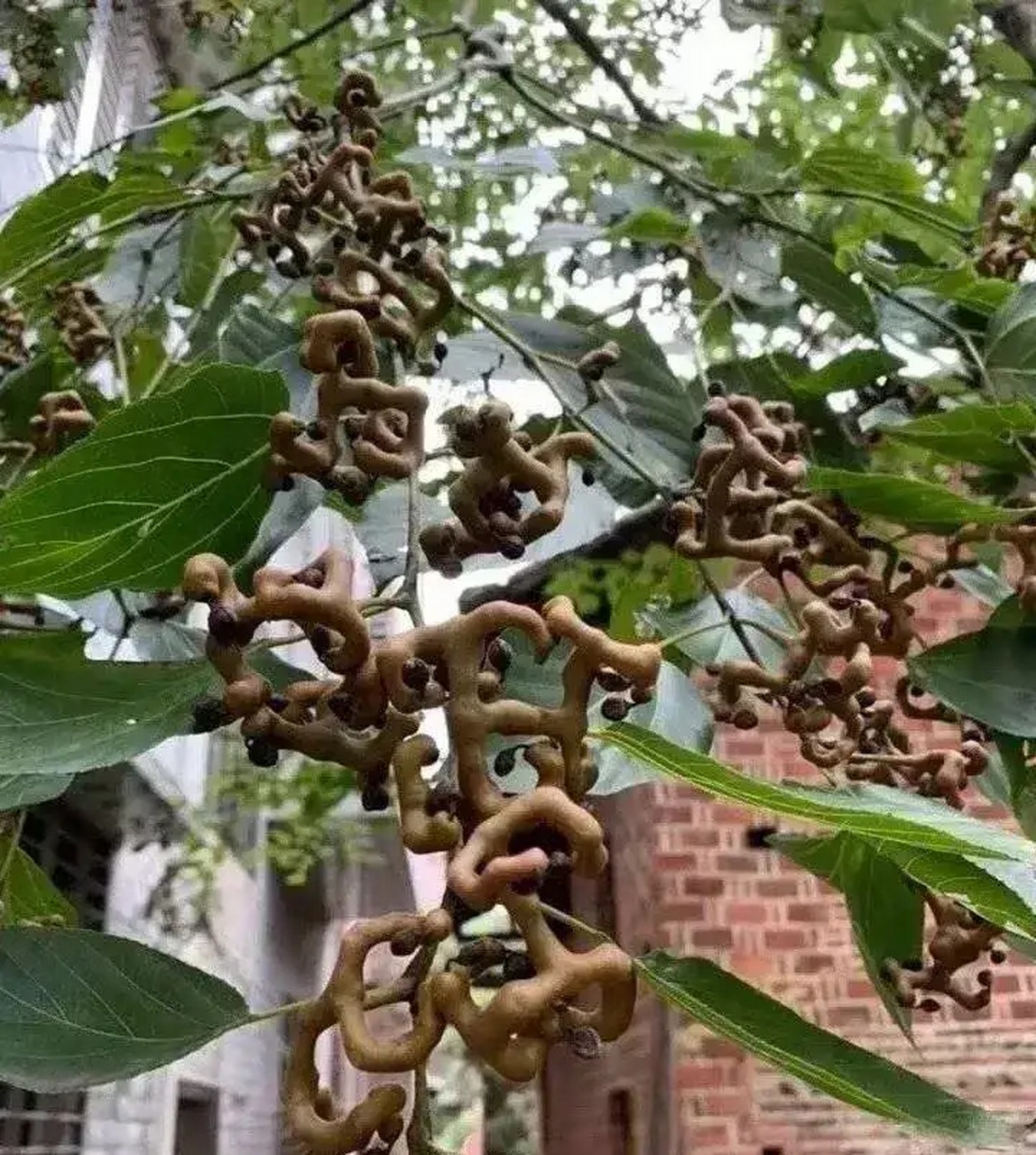 文化有限,问一下这个普通话叫什么,我们这方言叫鸡爪子