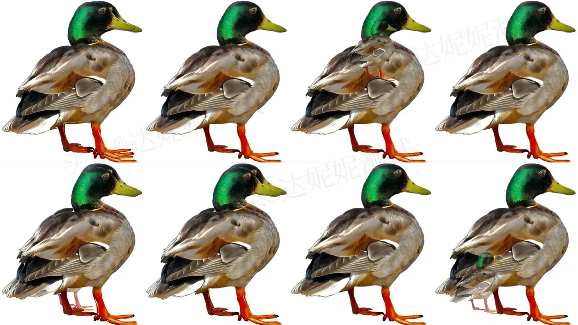 考眼力:图中有几只鸭子?