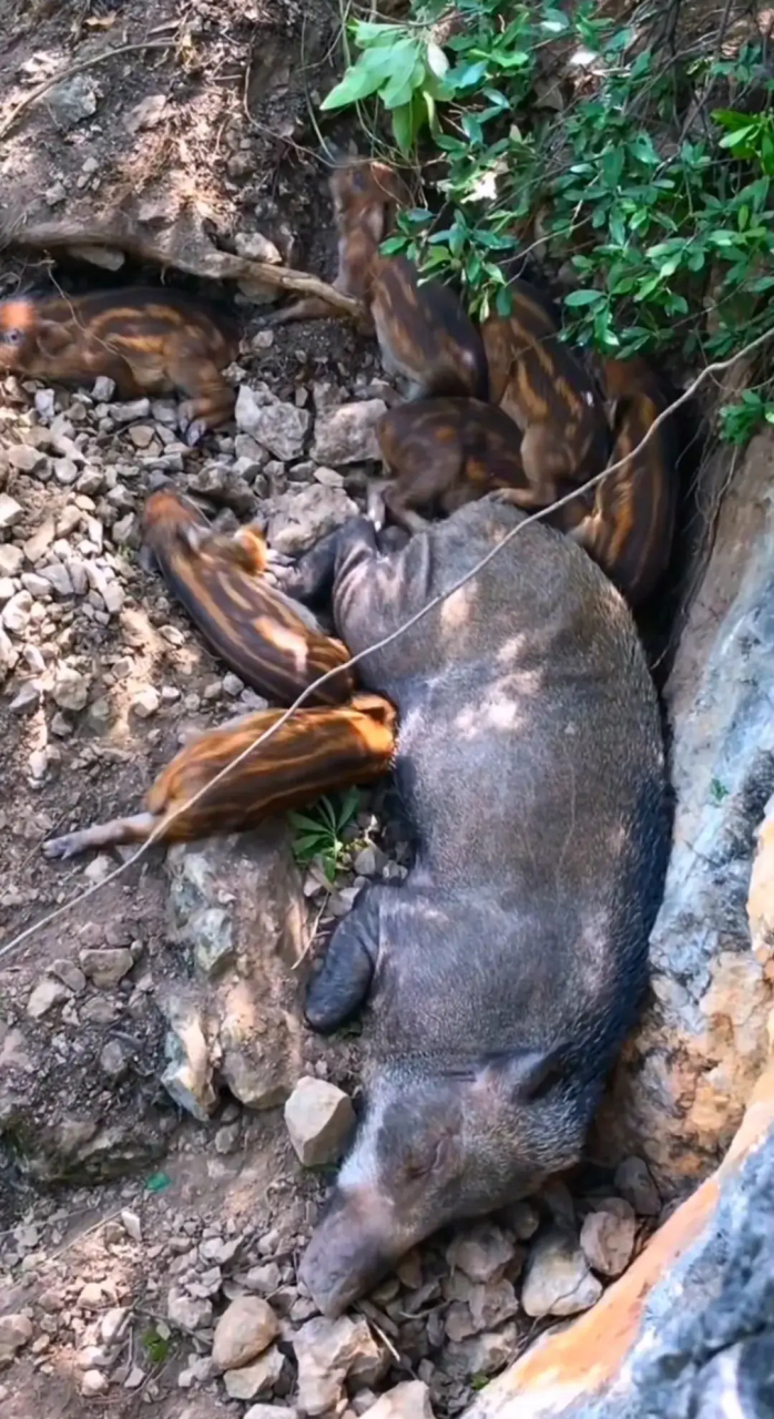 今天跟表妹去爬山,发现一窝野猪,好可爱,不知道能不能带回家养起来啊!