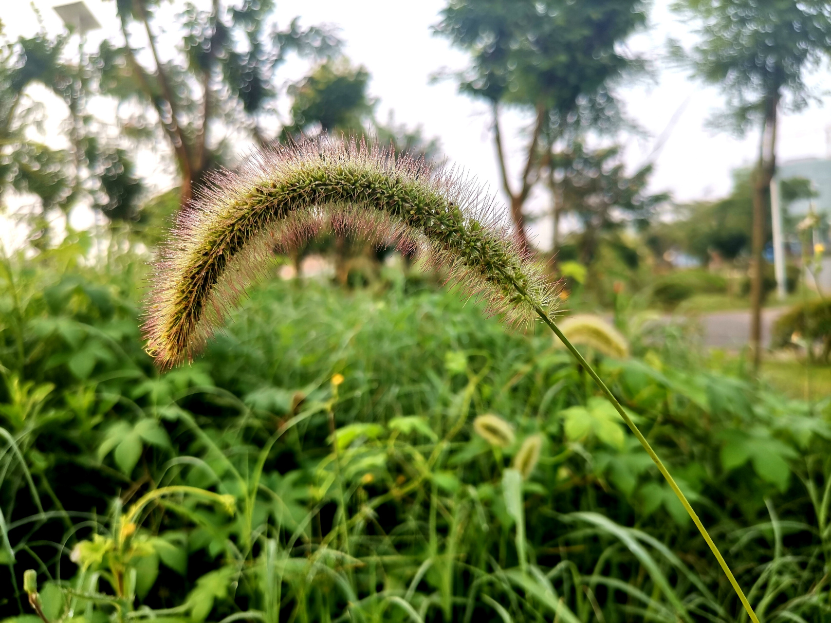 静伫晨阳 在某个角落站立 站立成不起眼的狗尾草 沐浴着朝阳 贪婪的
