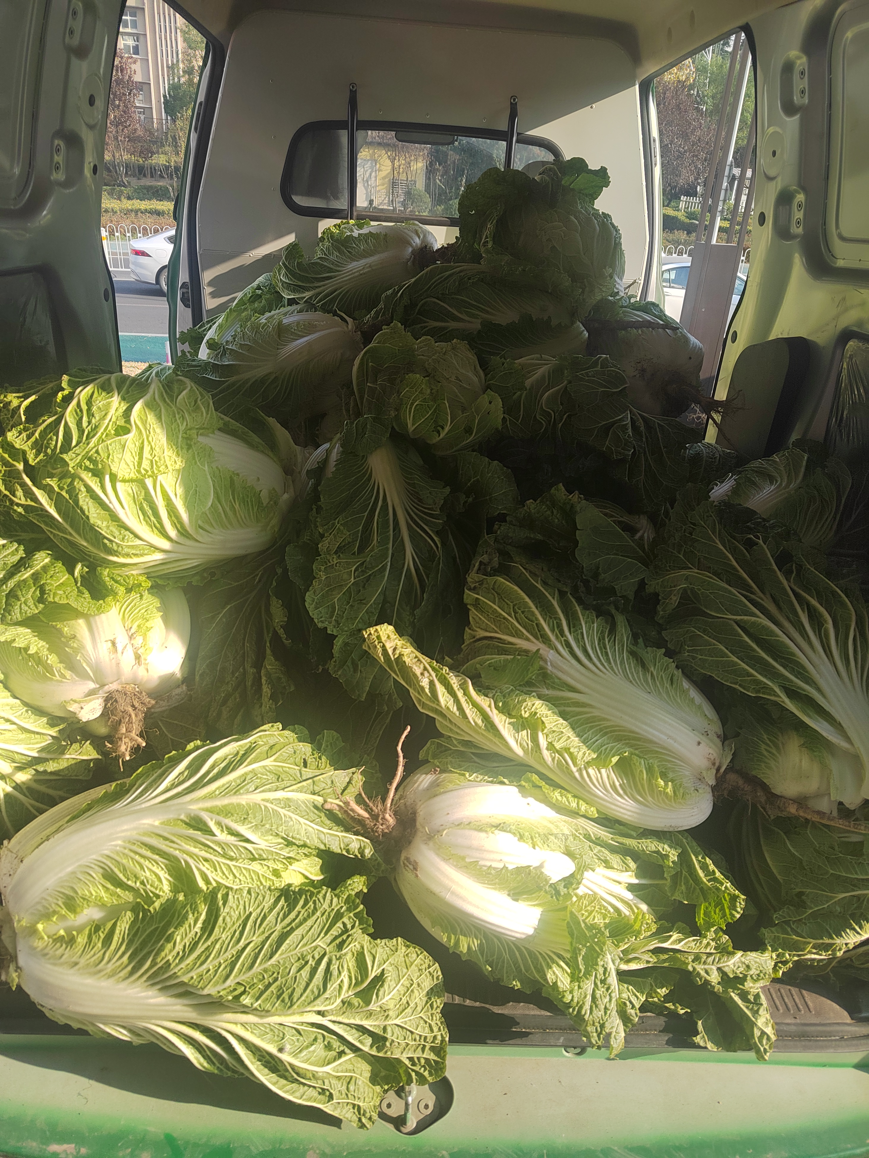 过冬储藏大白菜