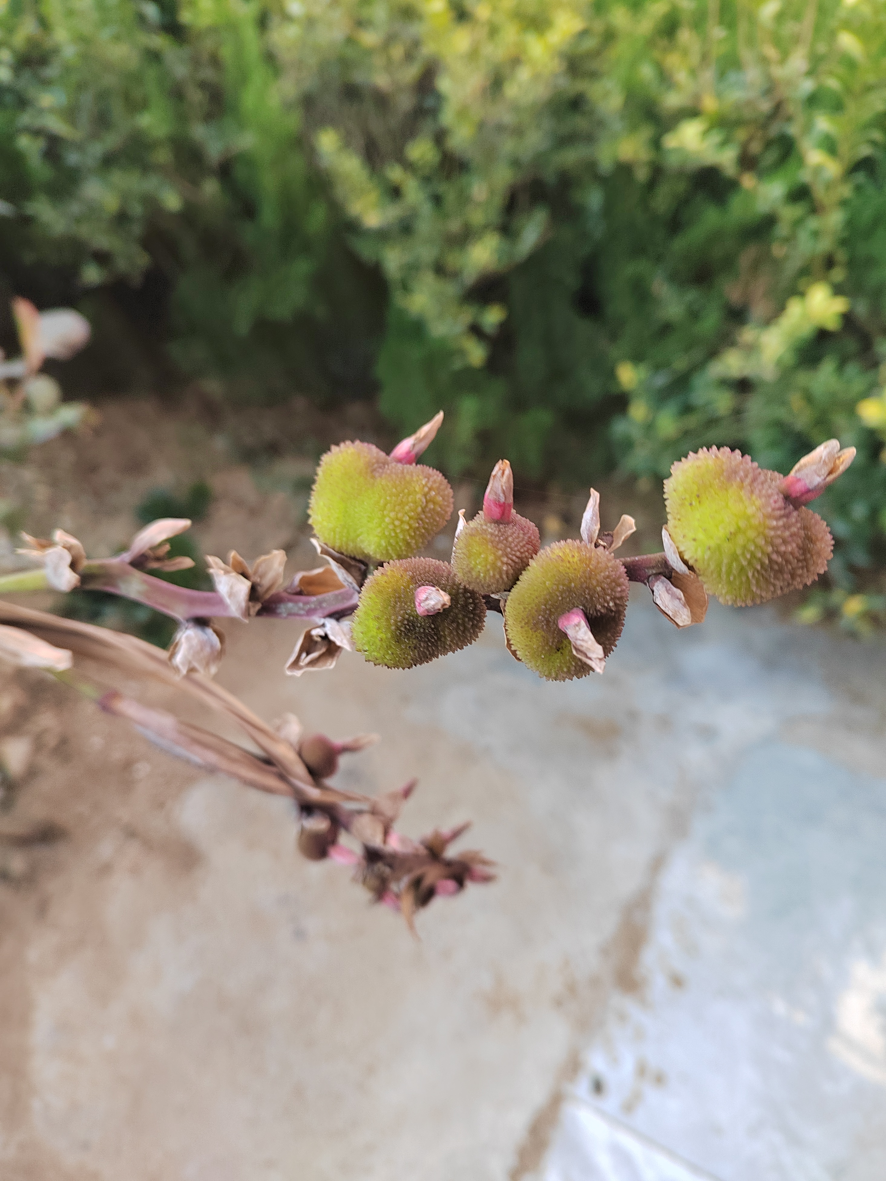 芭蕉树果实图片