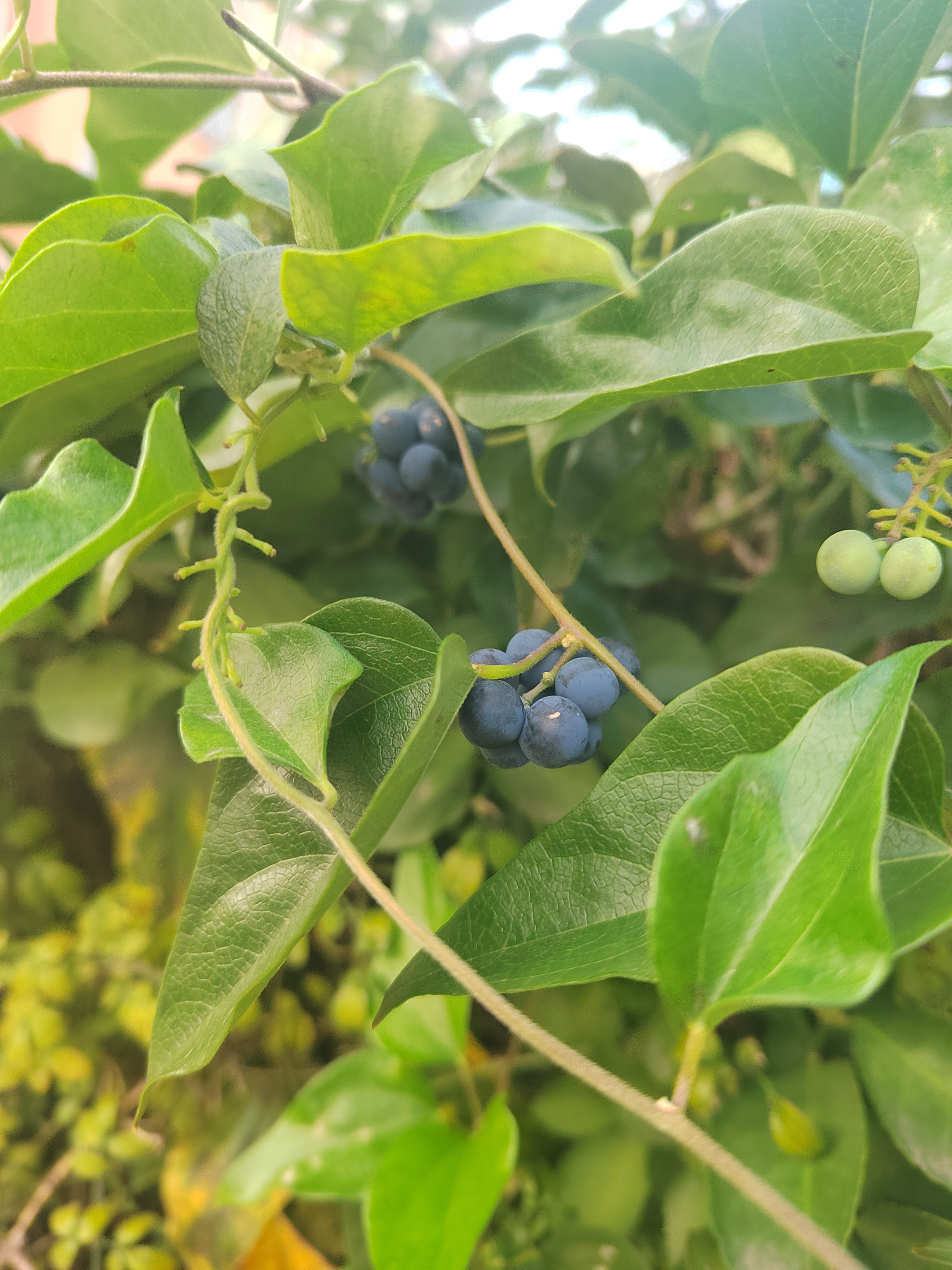 木防己:国家三级保护植物.