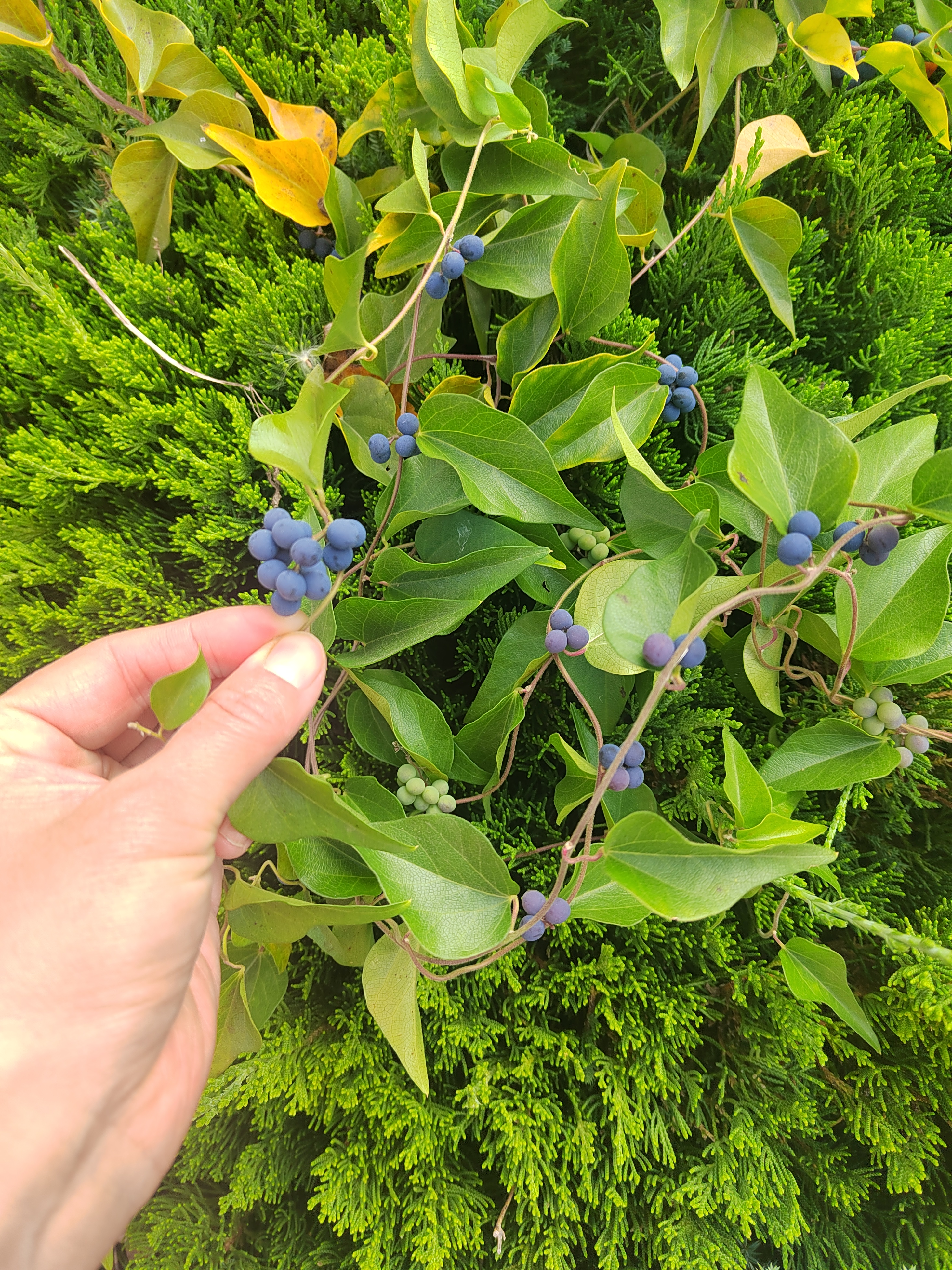 木防己:国家三级保护植物.