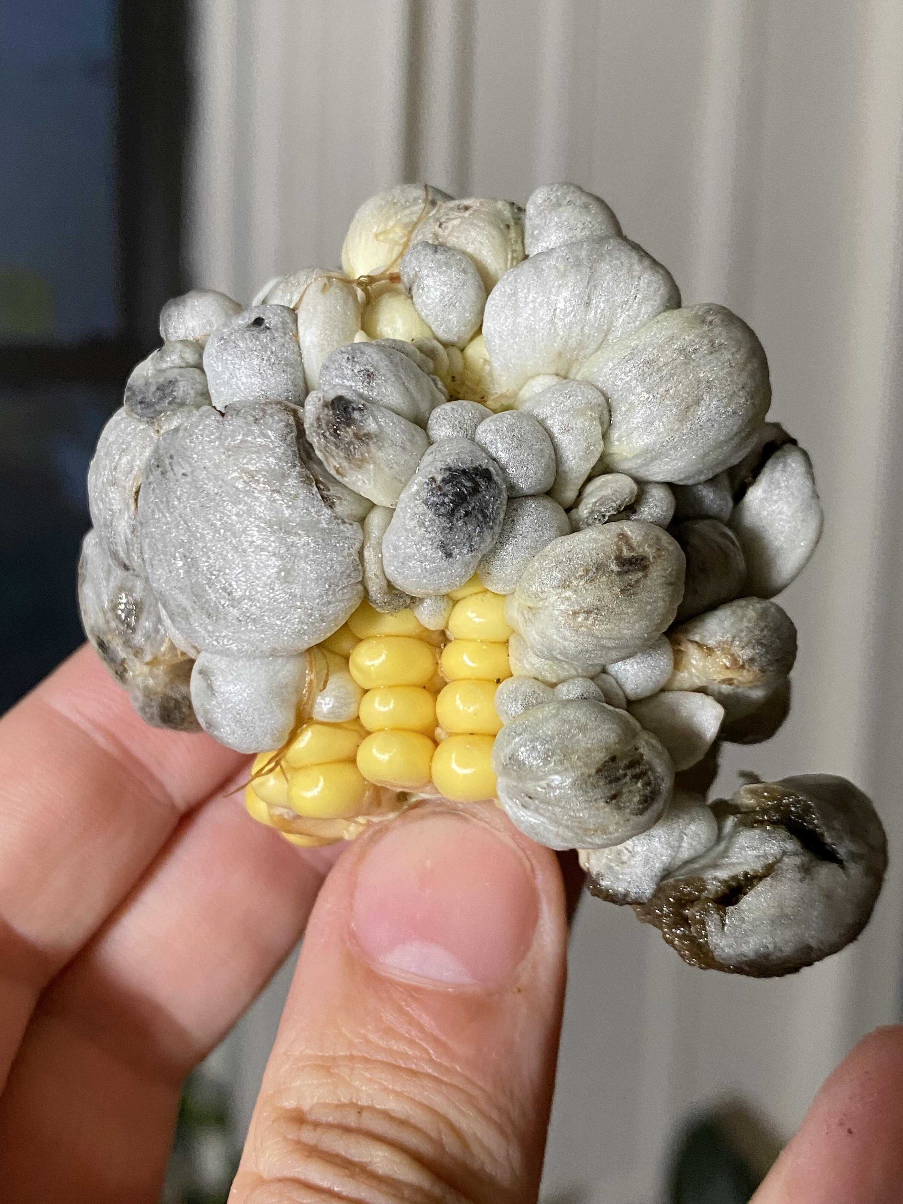 玉米黑粉菌,也叫玉米松露,灰包菌或马齿苋肿瘤,是一种可食用的真菌