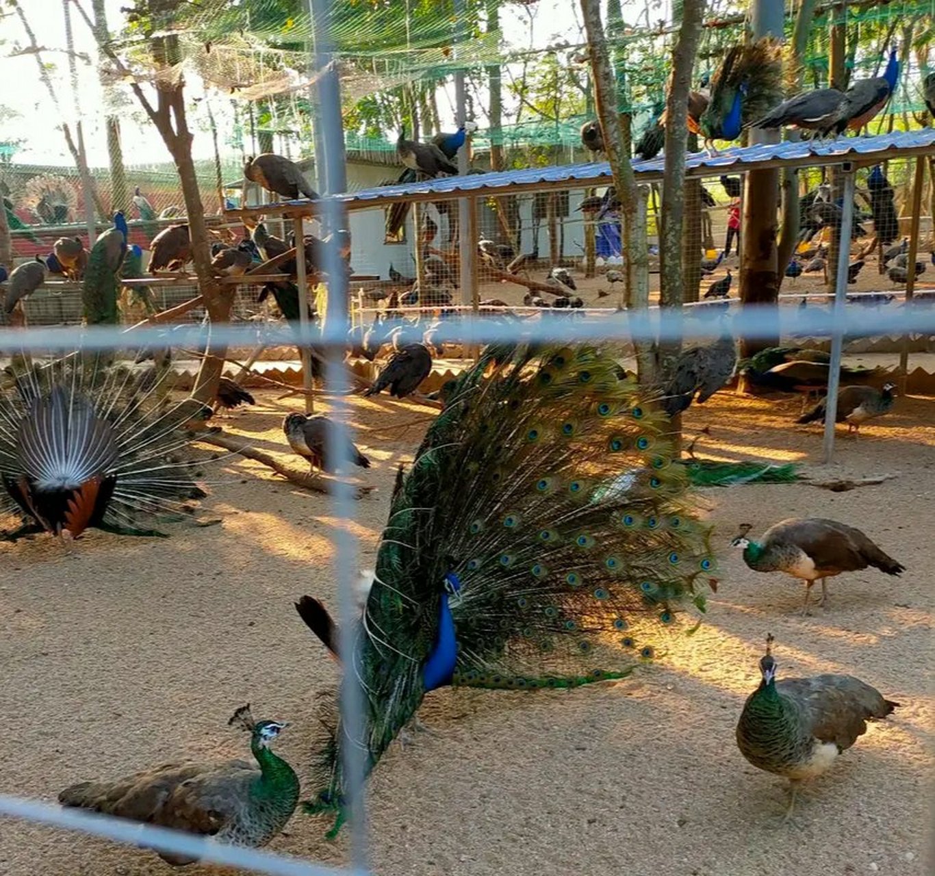 湛江螺岗小镇是个热门的旅游区,可是去过的人都很吐槽,说这里不好玩