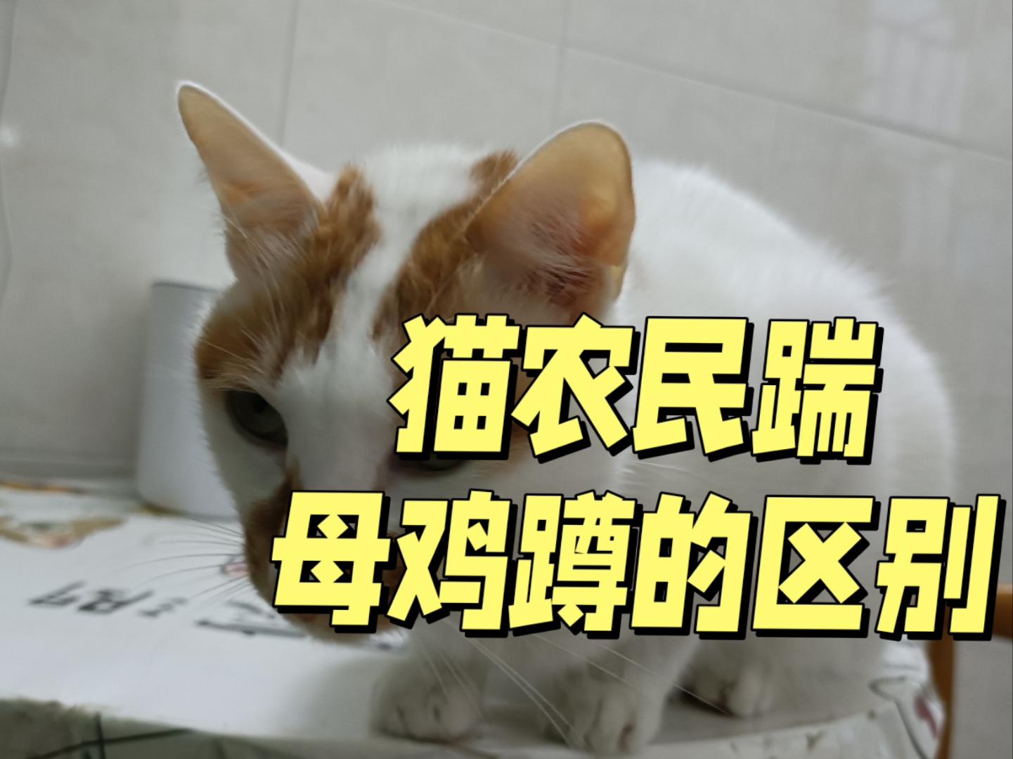 猫咪母鸡蹲和农民揣图片