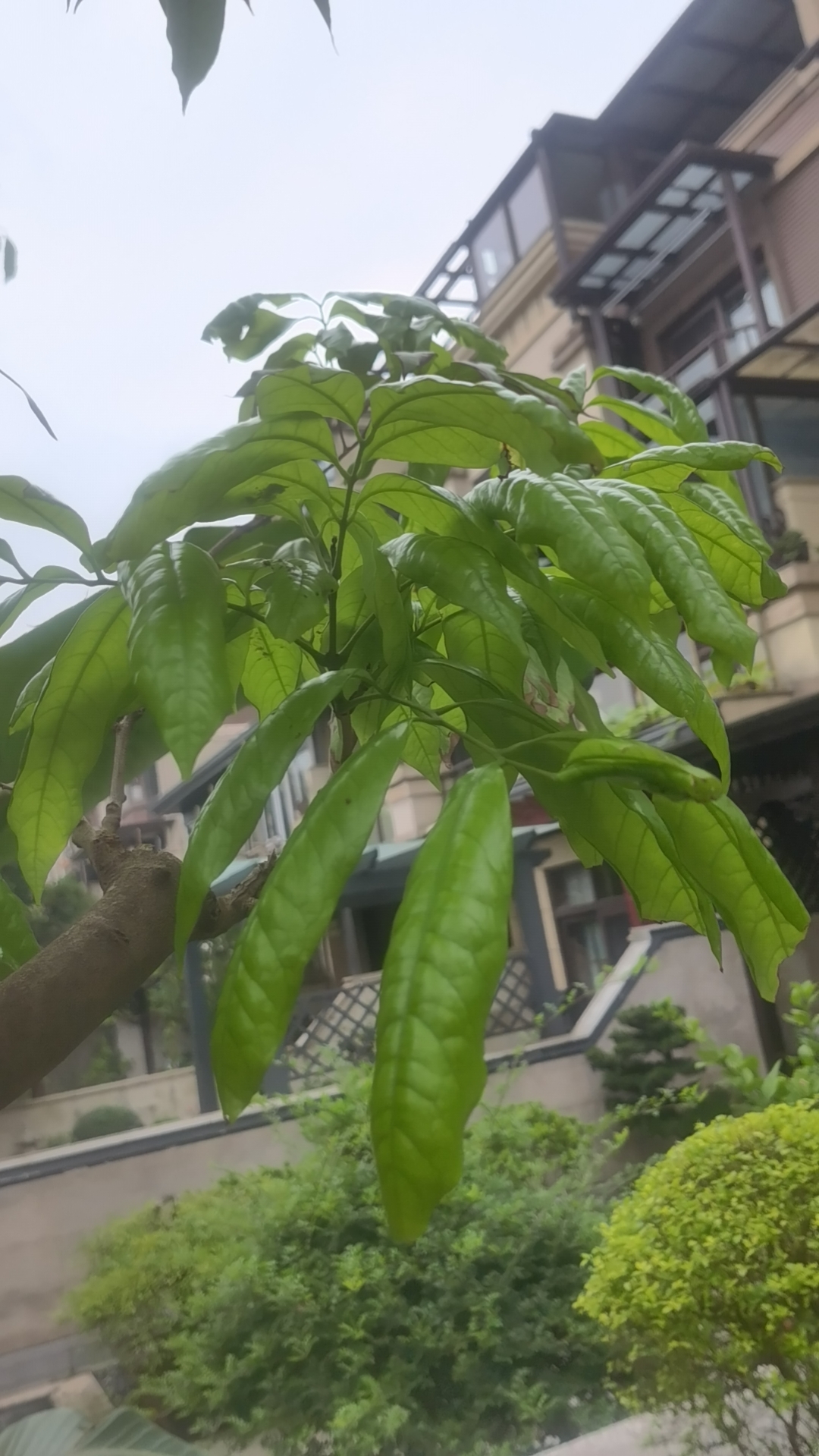 请问各位,荔枝树树叶这样是什么原因?谢谢帮忙诊断一下