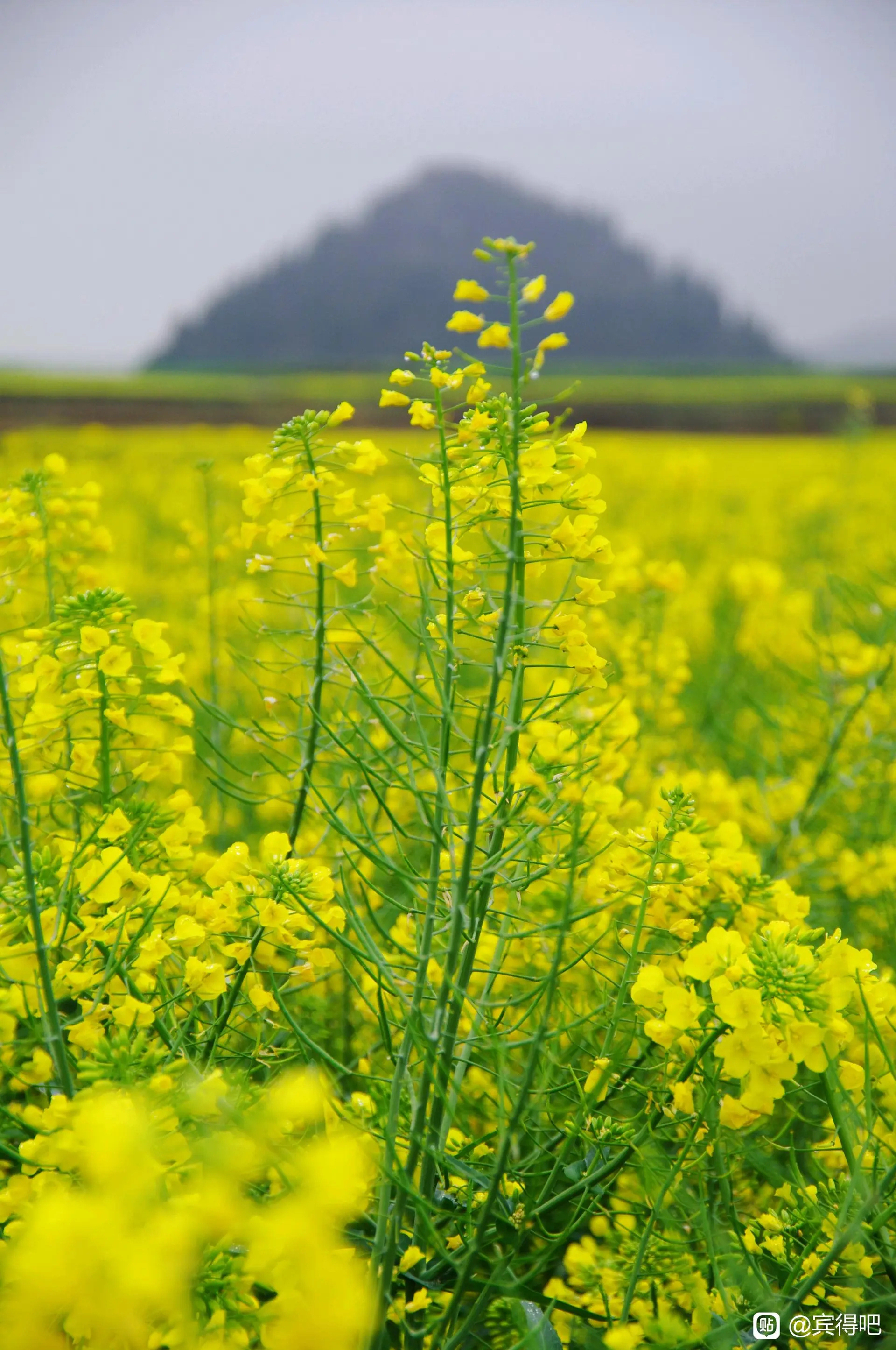 油菜花图片大全画面图片