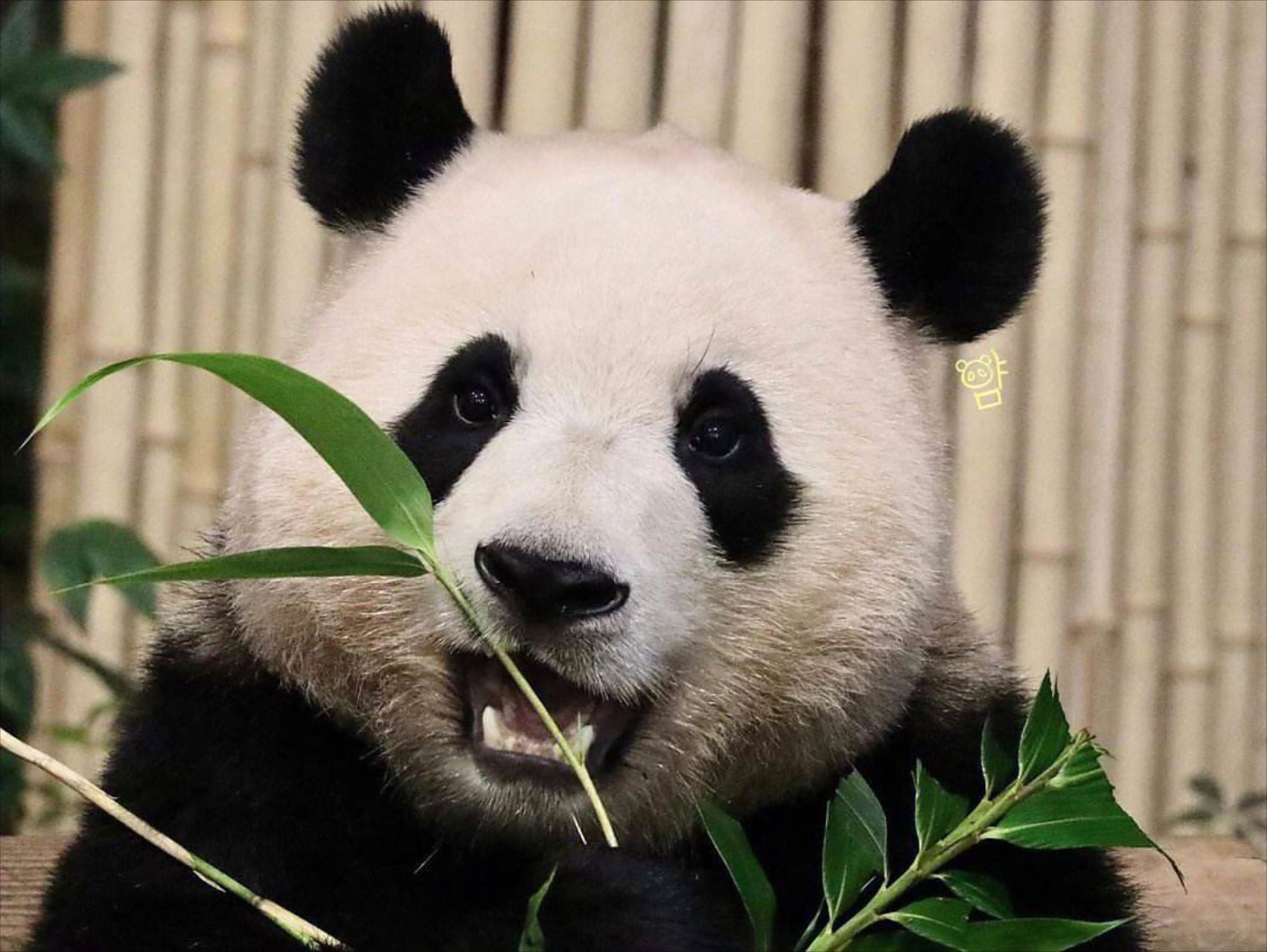 叮叮叮:今天是我们旅韩大熊猫福宝的三周岁生日,时间过的好快,明年的