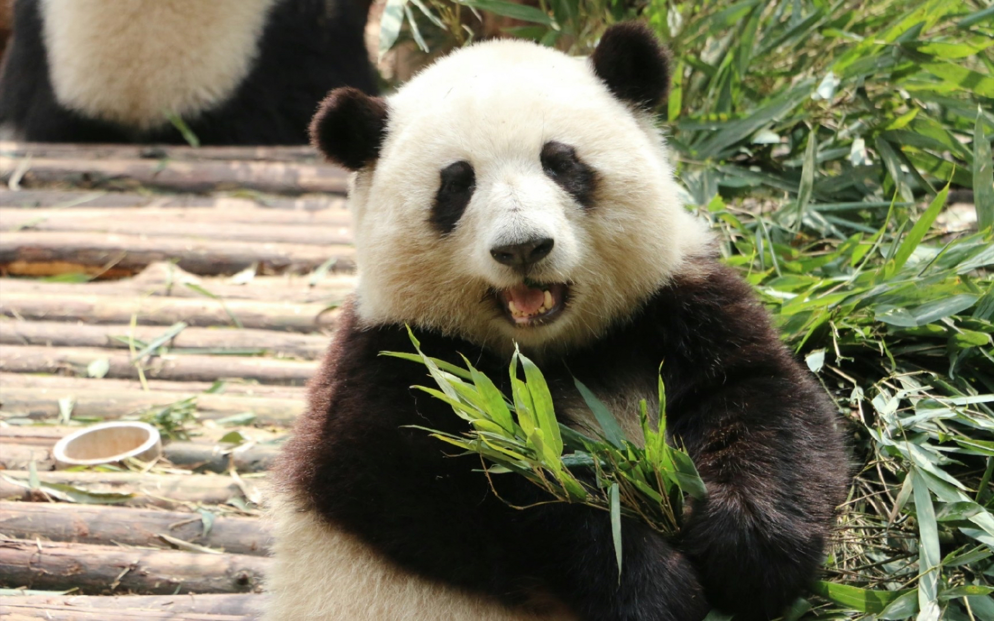 盘点全网最有辨识度的熊猫宝子,快来看看你能认得哪位宝子,真的是太