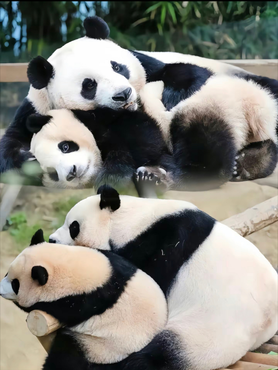 我们的旅韩国宝熊猫福宝明年有可能会提前回国!