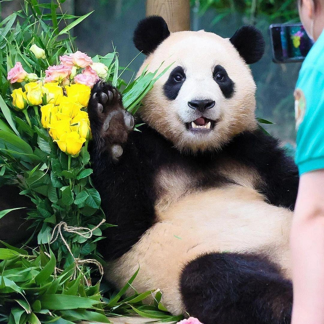 之前看采访姜爷爷的视频,爷爷说了福宝出生之后,心里已经做好了以