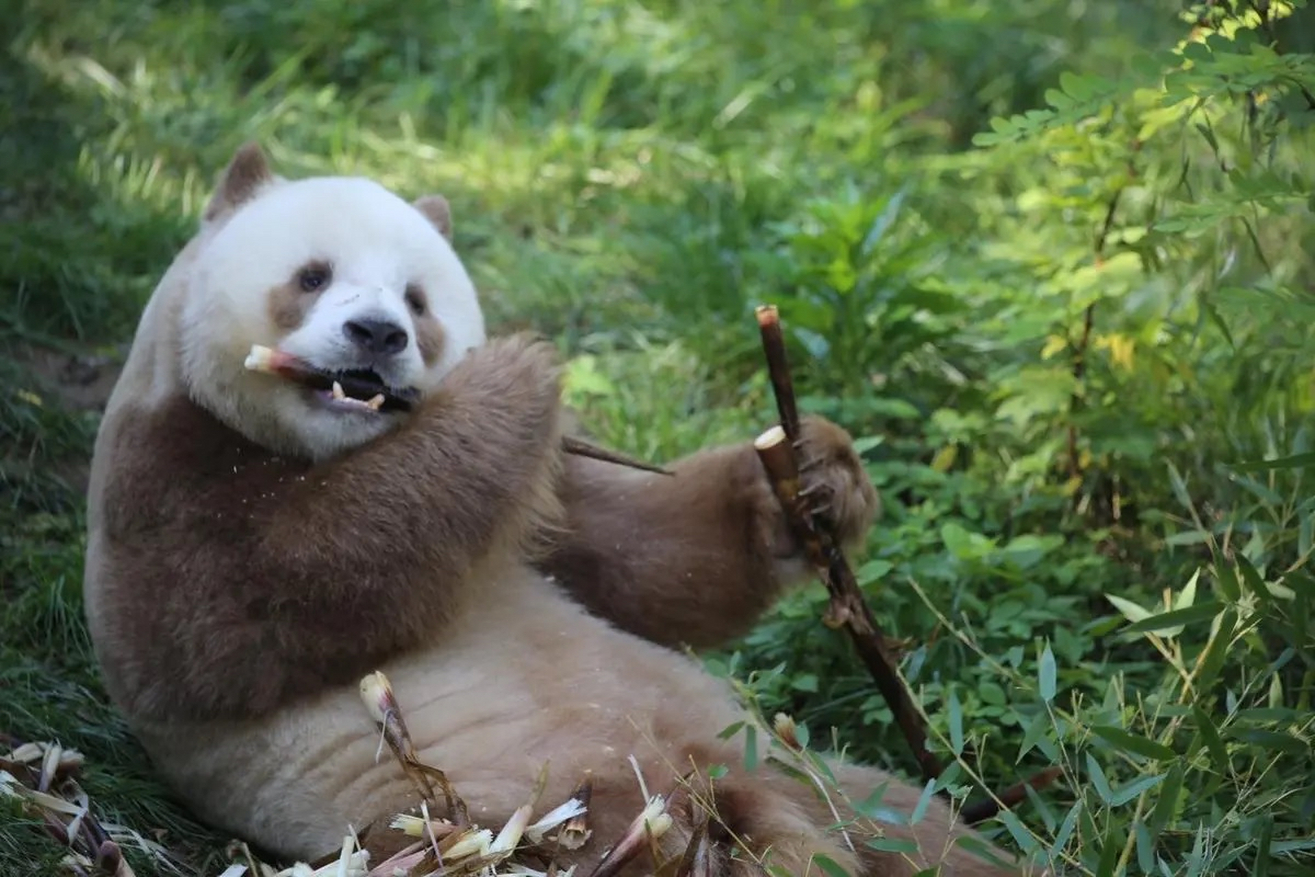熊猫七仔也太可爱了吧!全国唯一一只圈养的棕色大熊猫!