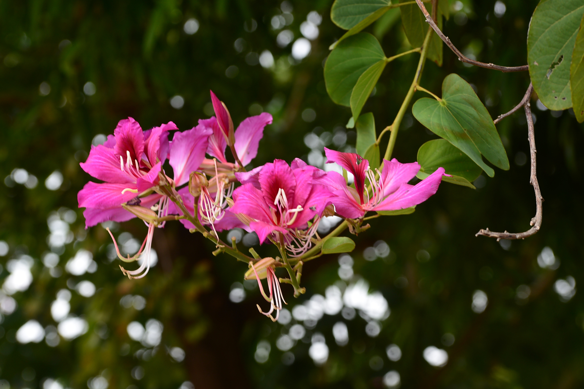 洋紫荆 湛江市市花,从寒冷的北方回到温暖的家,熟悉而陌生