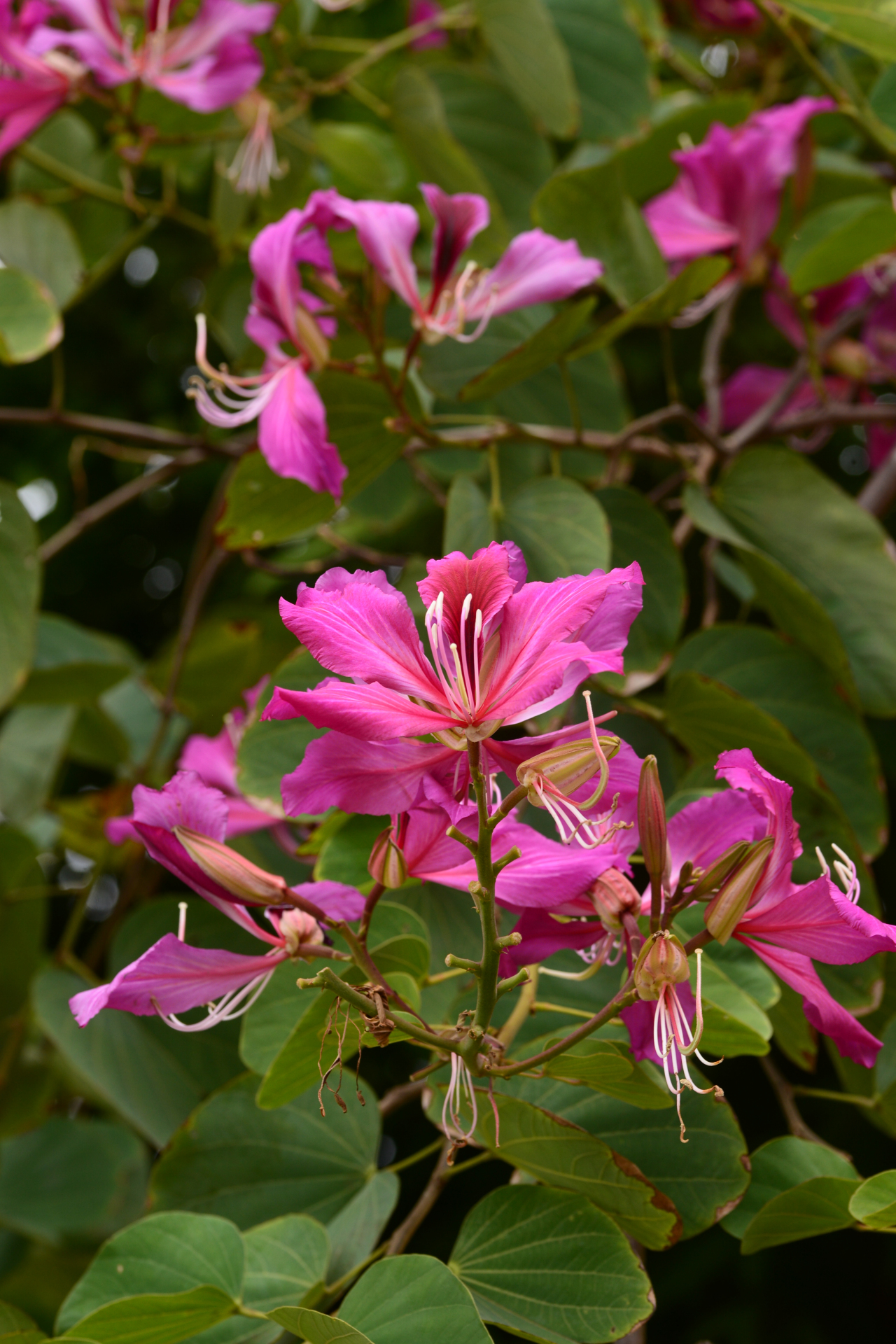 洋紫荆 湛江市市花,从寒冷的北方回到温暖的家,熟悉而陌生