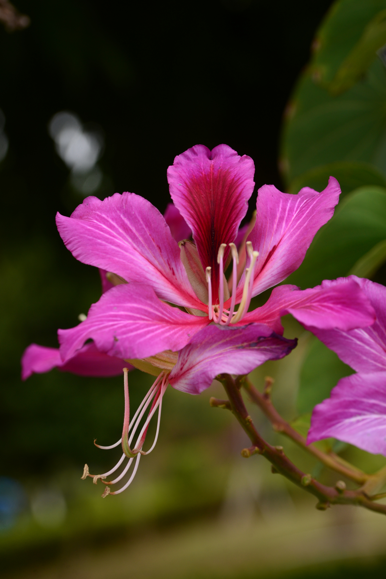 洋紫荆 湛江市市花,从寒冷的北方回到温暖的家,熟悉而陌生