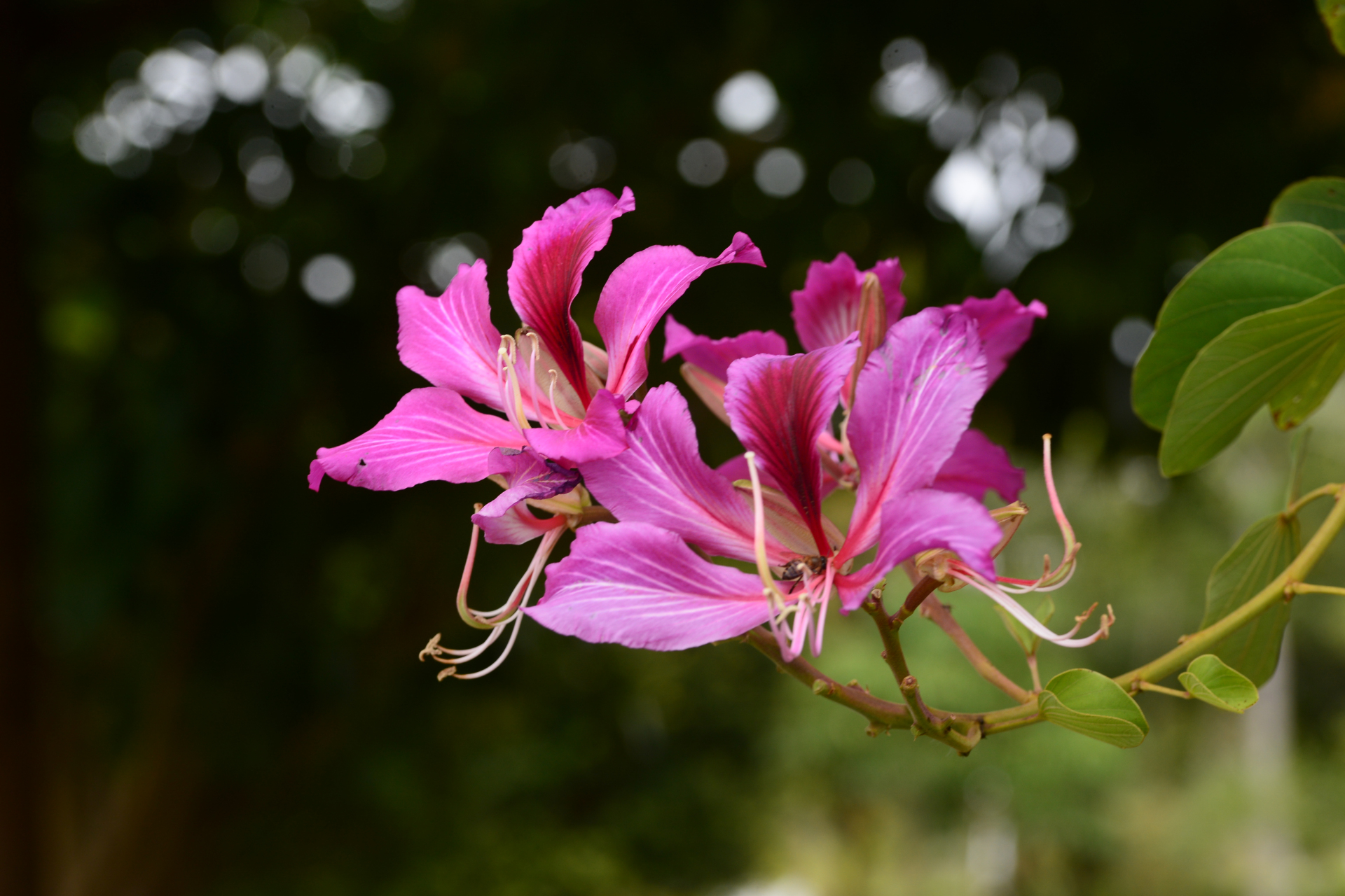 洋紫荆 湛江市市花,从寒冷的北方回到温暖的家,熟悉而陌生
