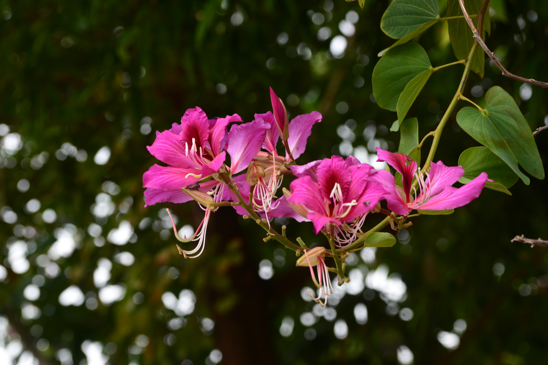 洋紫荆 湛江市市花,从寒冷的北方回到温暖的家,熟悉而陌生