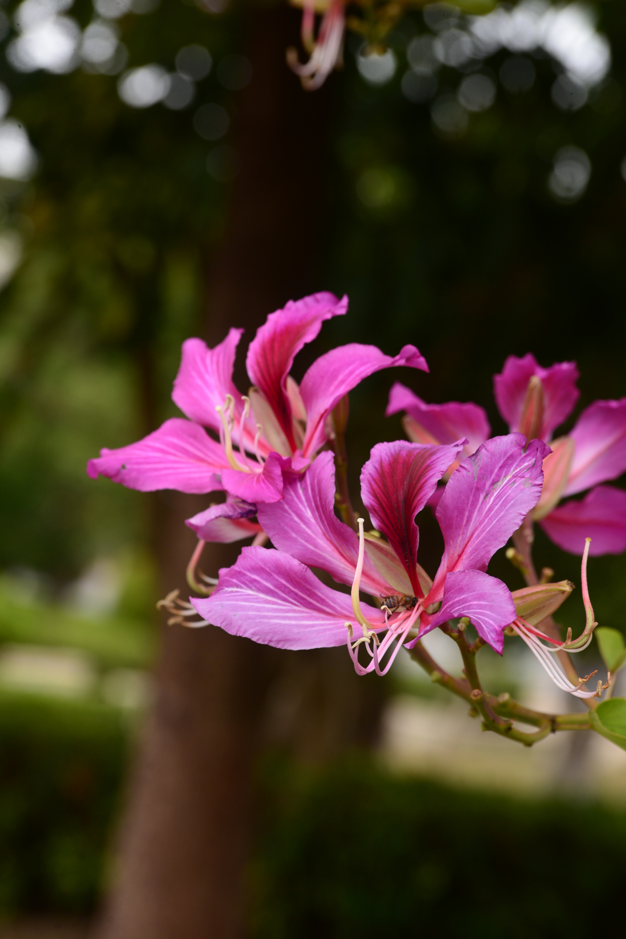 洋紫荆 湛江市市花,从寒冷的北方回到温暖的家,熟悉而陌生