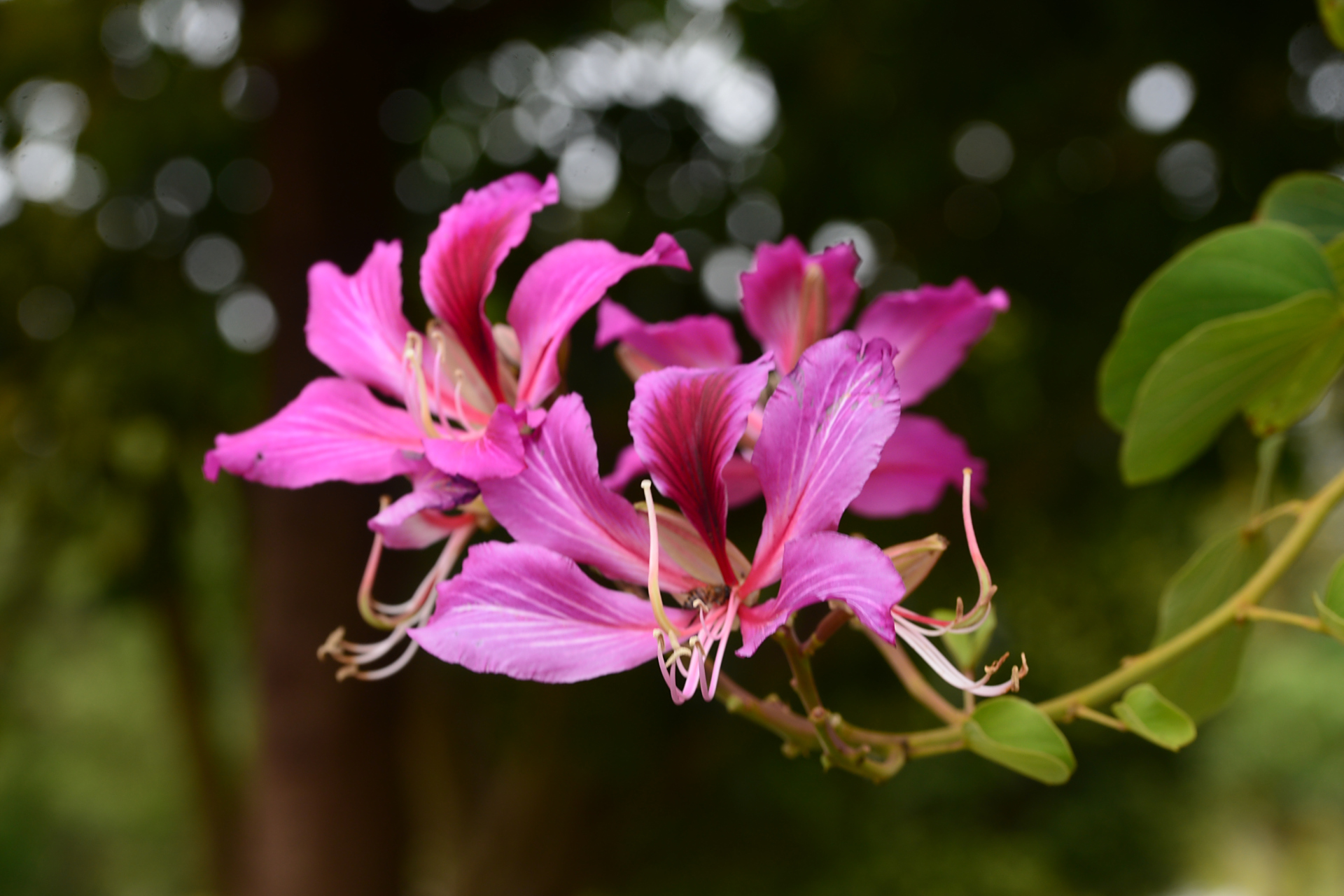 洋紫荆 湛江市市花,从寒冷的北方回到温暖的家,熟悉而陌生