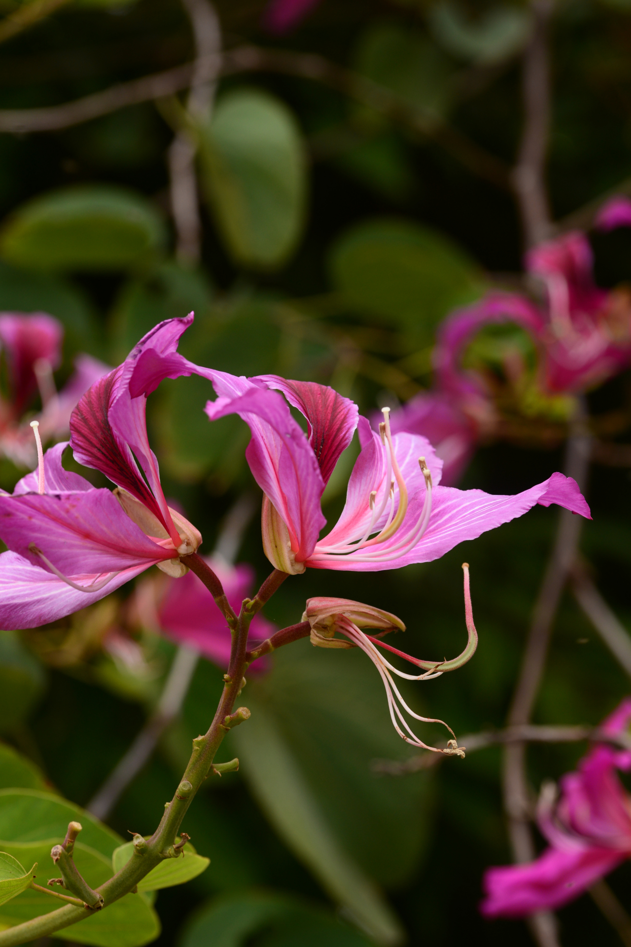 洋紫荆 湛江市市花,从寒冷的北方回到温暖的家,熟悉而陌生