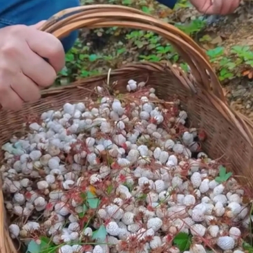 今天在山上看到了一位大妈在捡这东西,白色的小果子好多好多,像草莓又