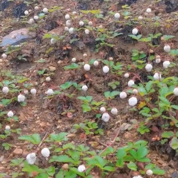 今天在山上看到了一位大妈在捡这东西,白色的小果子好多好多,像草莓又