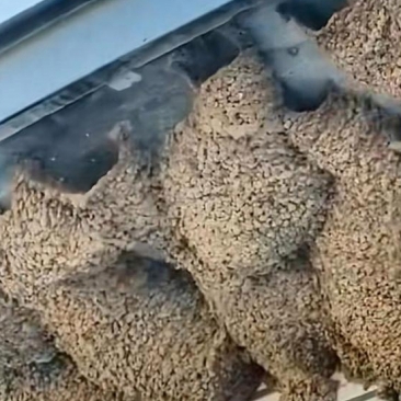 为什么捅燕子窝会瞎眼睛为什么在线