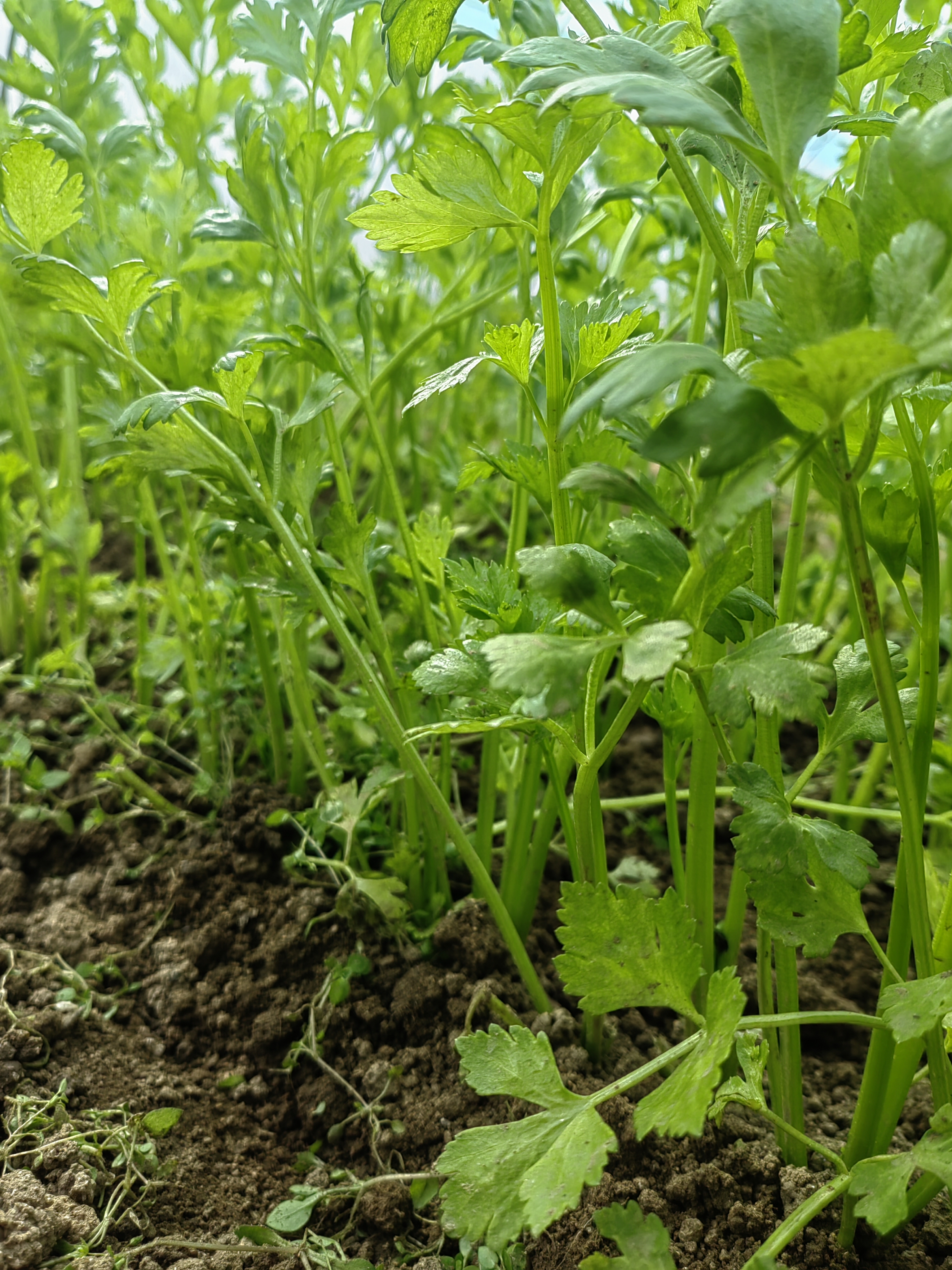 芹菜图片高清大图壁纸图片