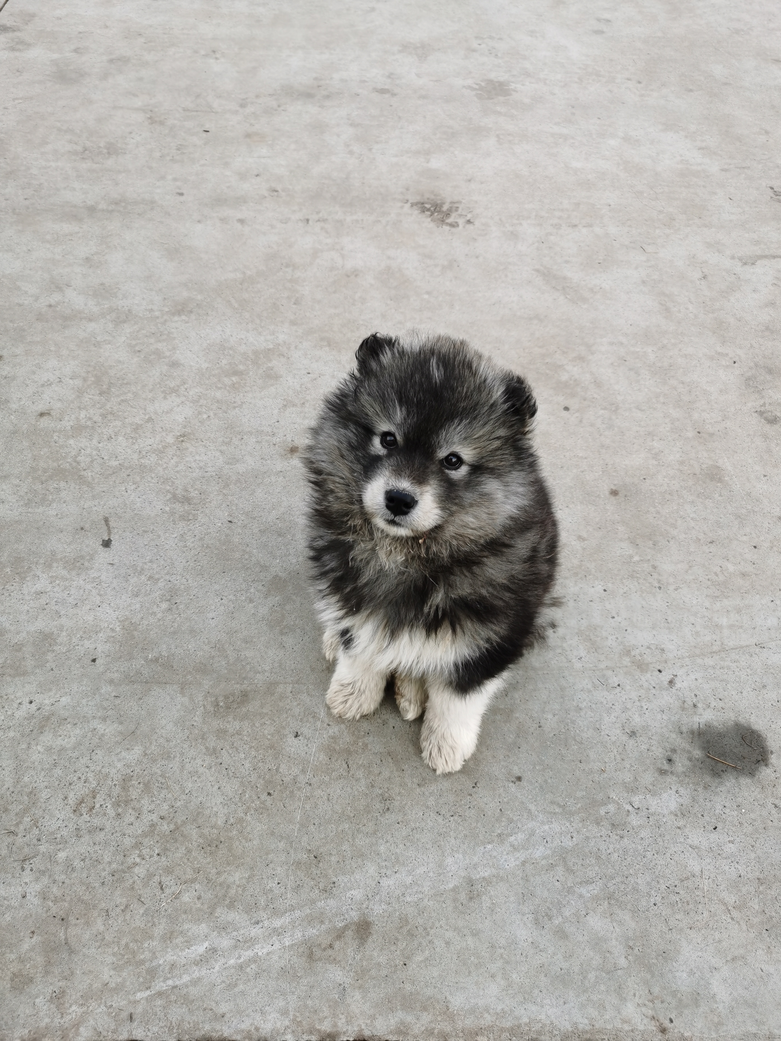 混血阿拉斯加幼犬图片图片