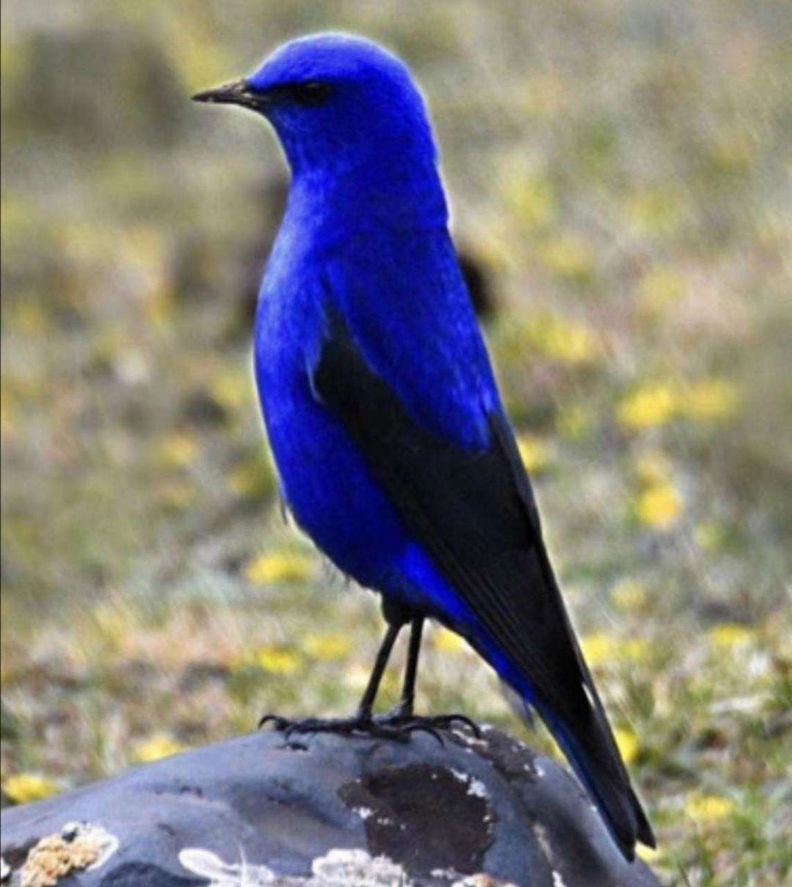 黑色的物体和蓝色的鸟,形成了一幅美丽的画面,让人不禁想要探索它的