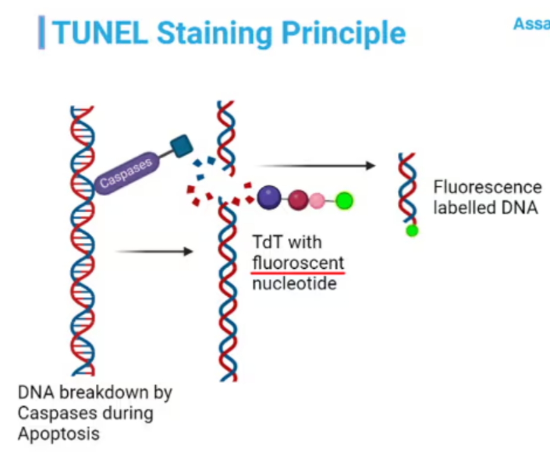 tunel 原理图片