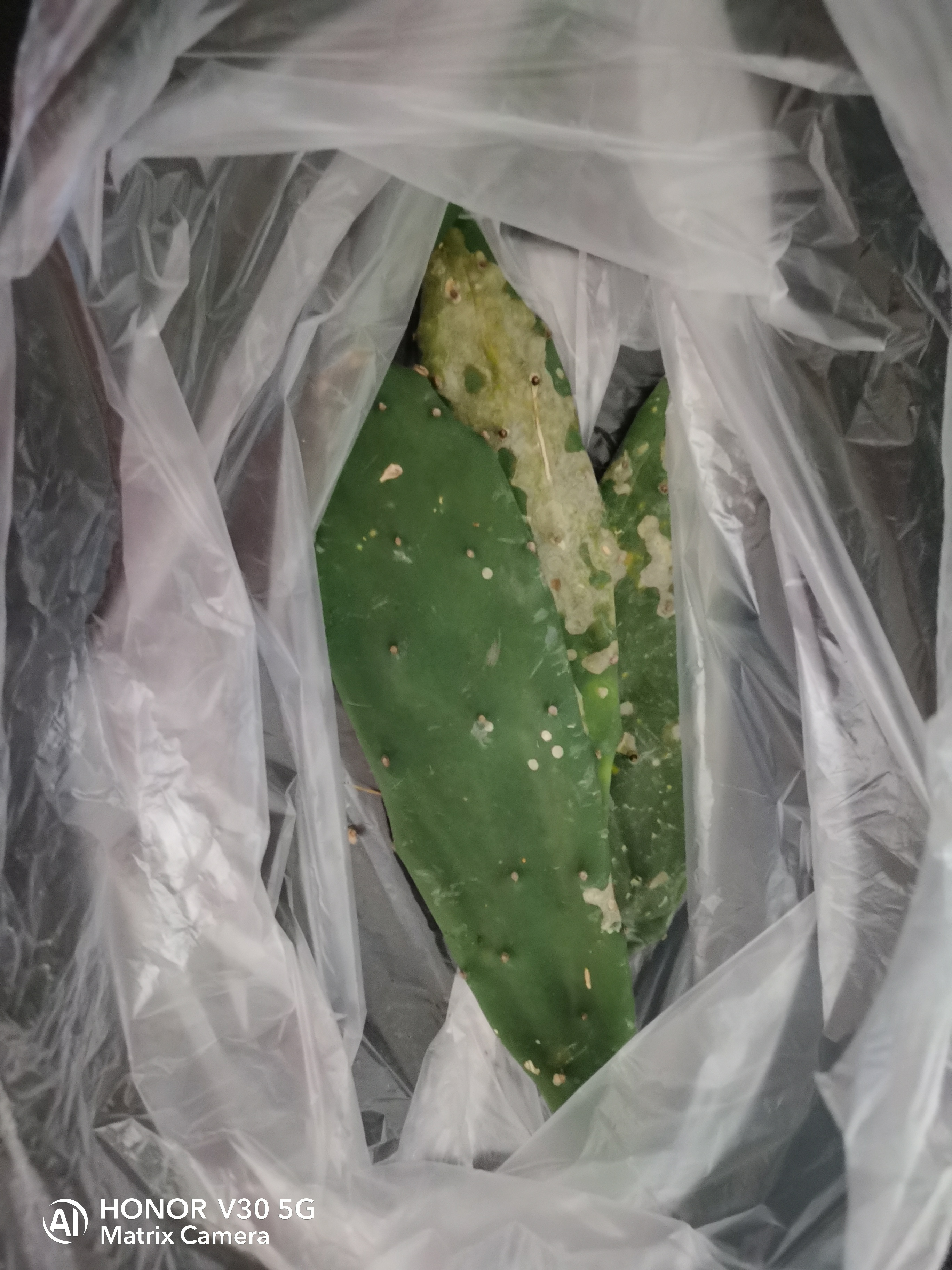 治疗腮腺炎的小偏方:找几片老成的仙人掌