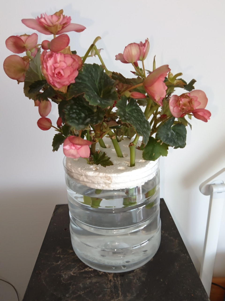 水培丽格海棠,既能看花,还能繁殖,一举两得.