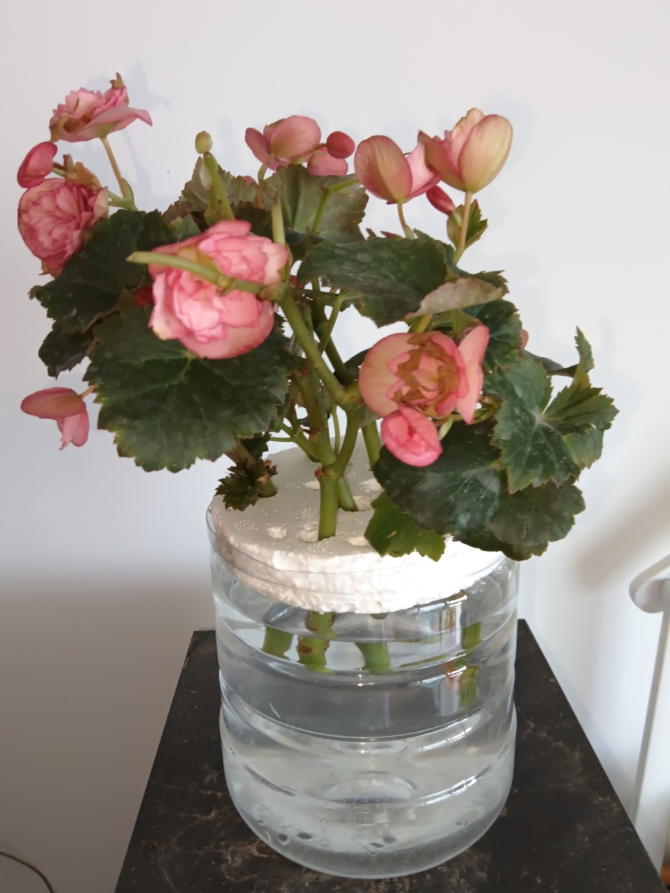 水培丽格海棠,既能看花,还能繁殖,一举两得.