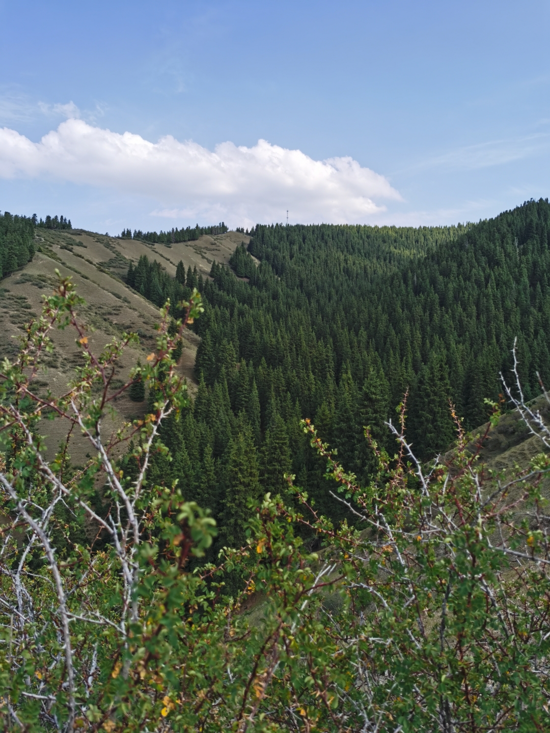 乌鲁木齐南山西白杨沟风景区.