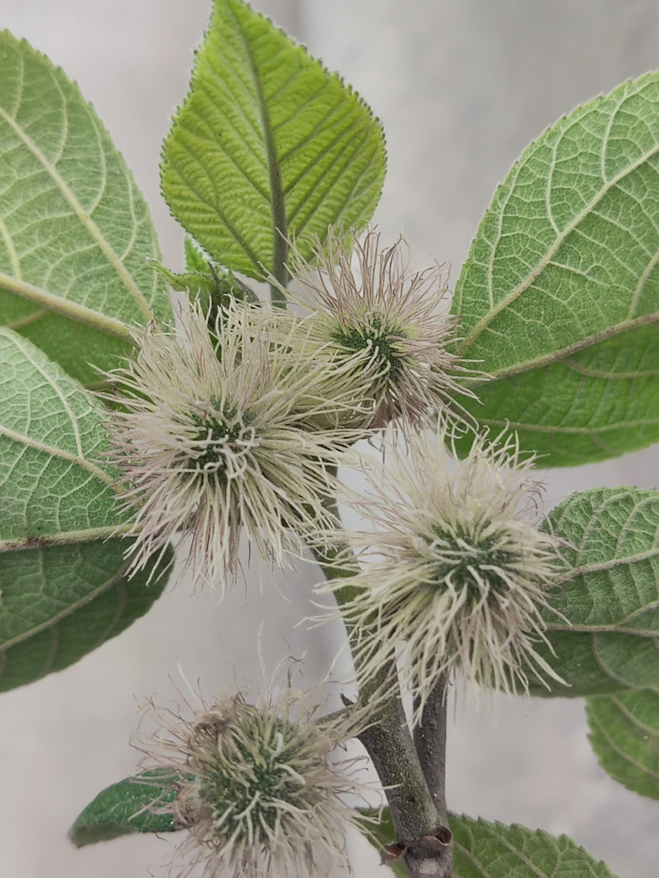 记录农村生活#  小时候也只知道钩树穗是可以吃的,又名楮桃树.